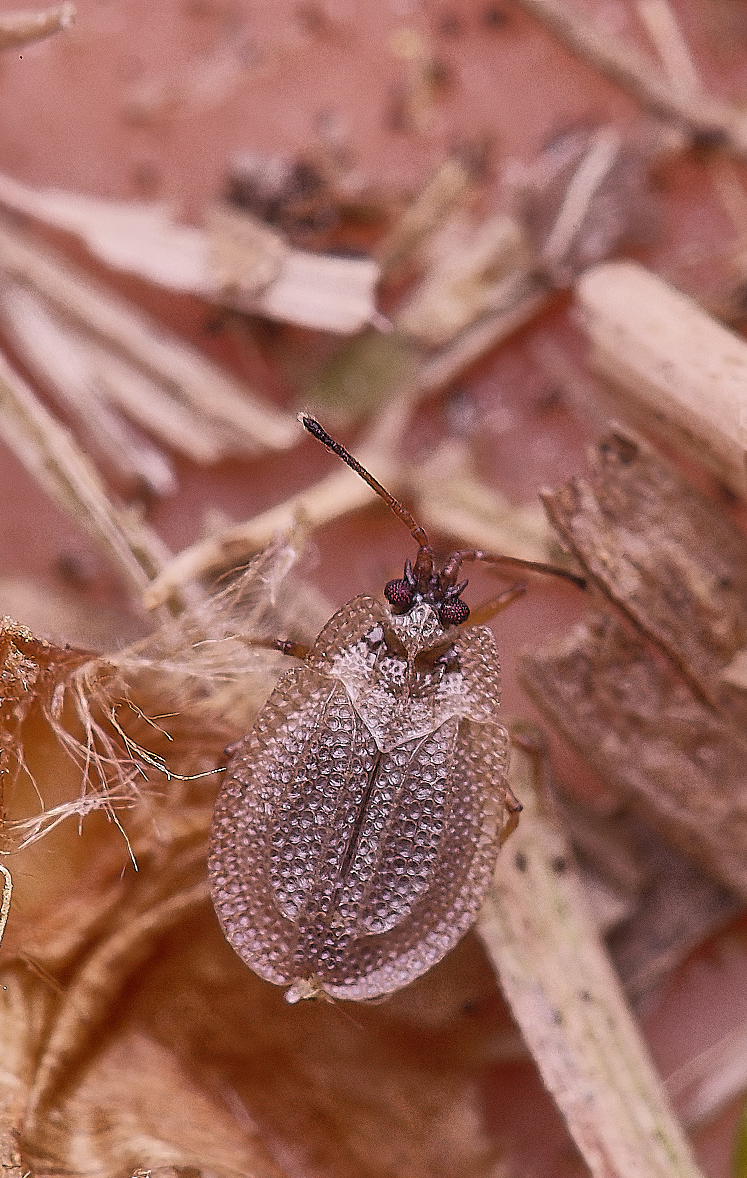 SouthreppsCommonLaceBug120525-2