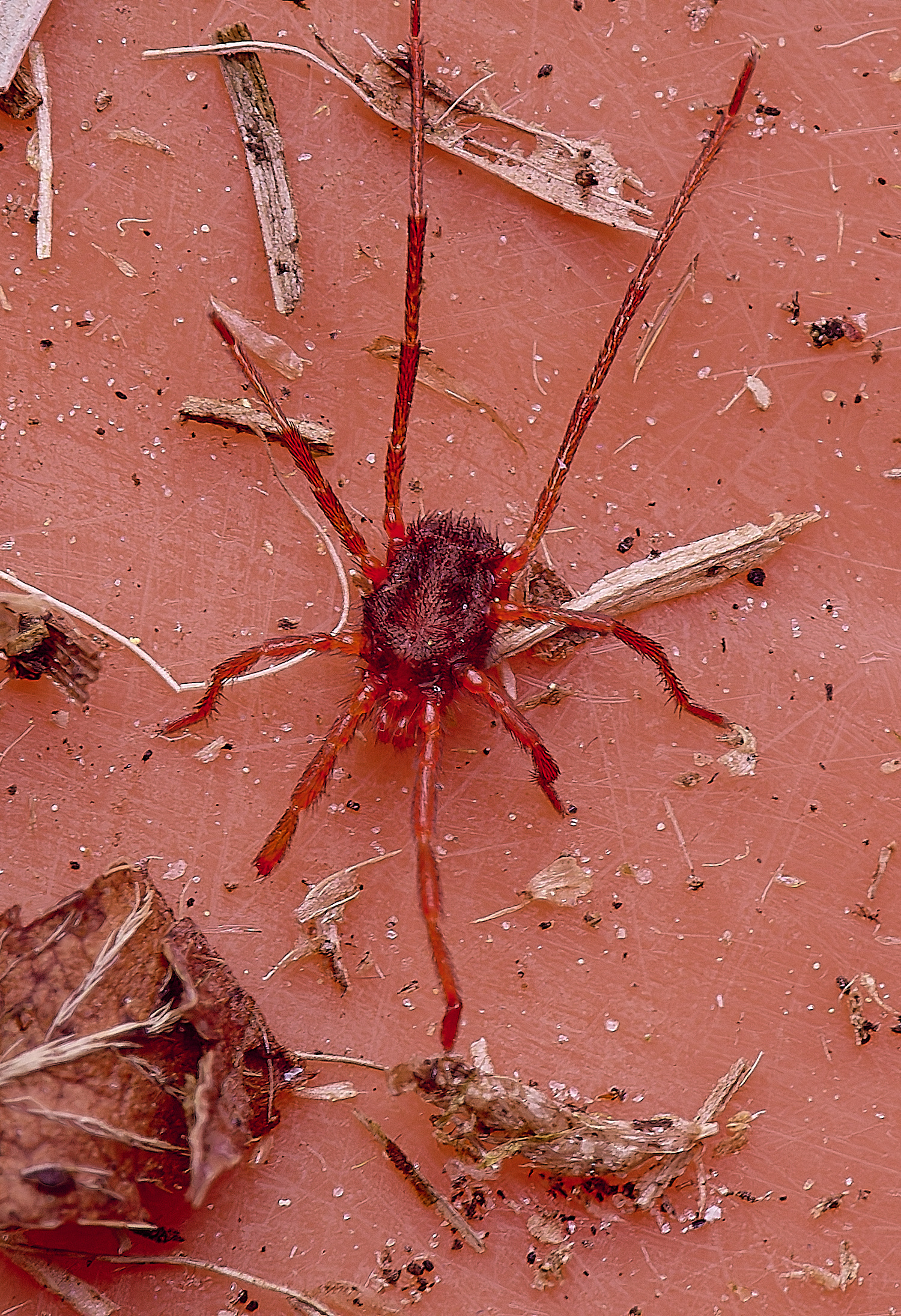 SouthreppsCommonMite120525-1