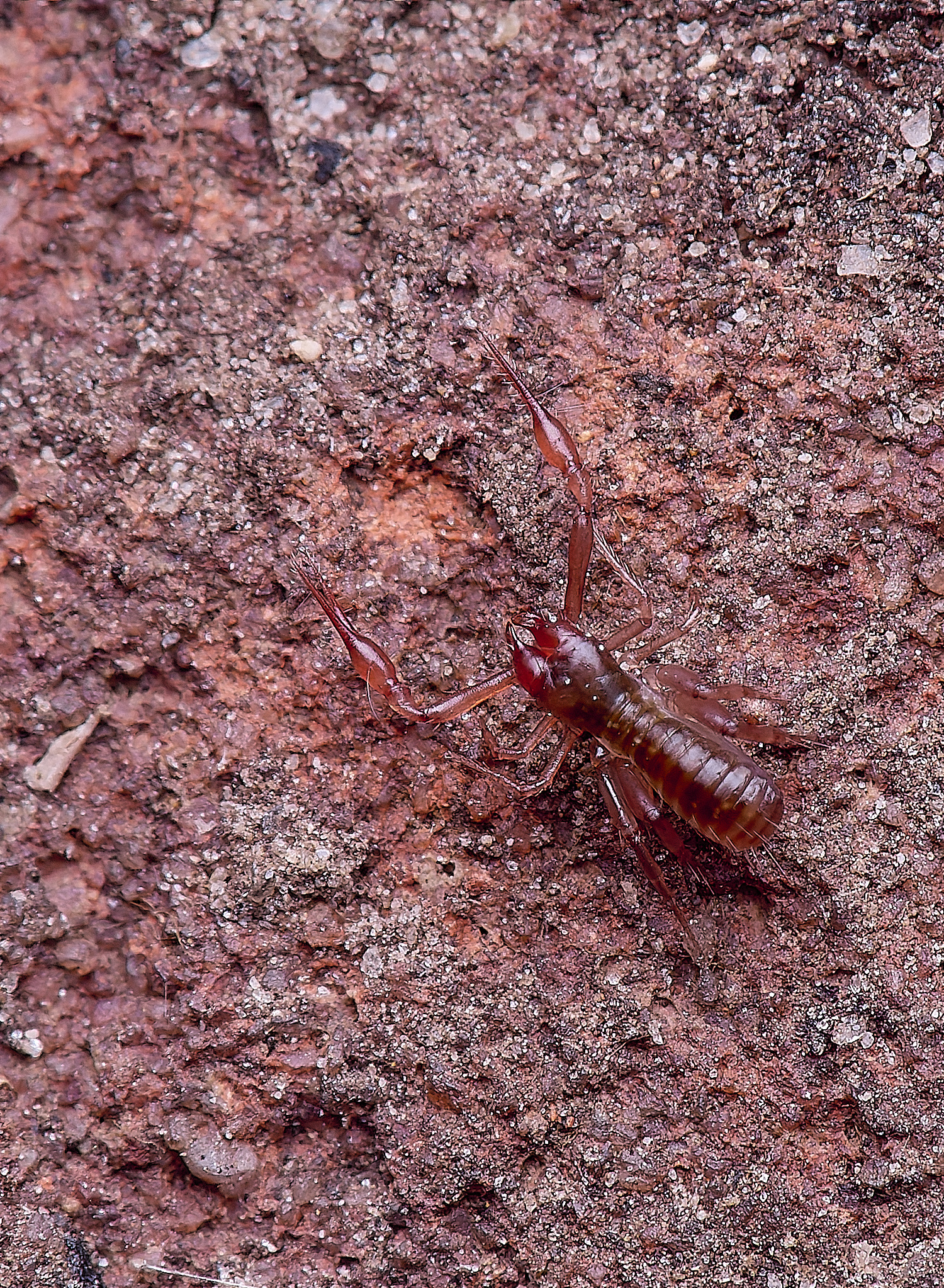 SouthreppsCommonPseudoScorpion120525-1