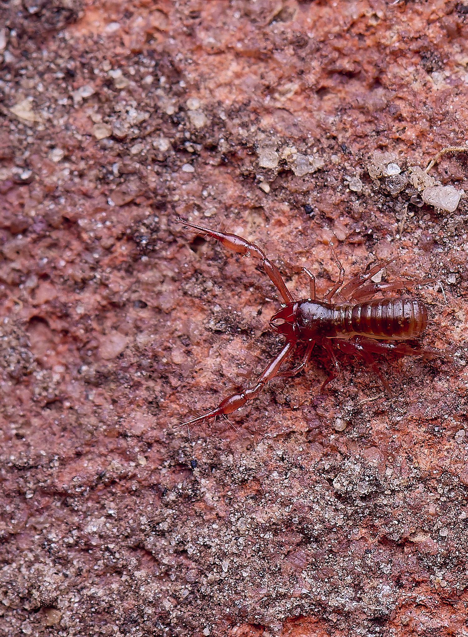 SouthreppsCommonPseudoScorpion120525-2