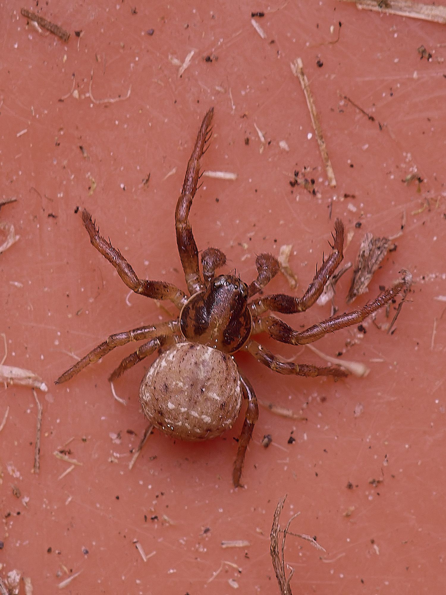 SouthreppsCommonSpiderSp120525-1