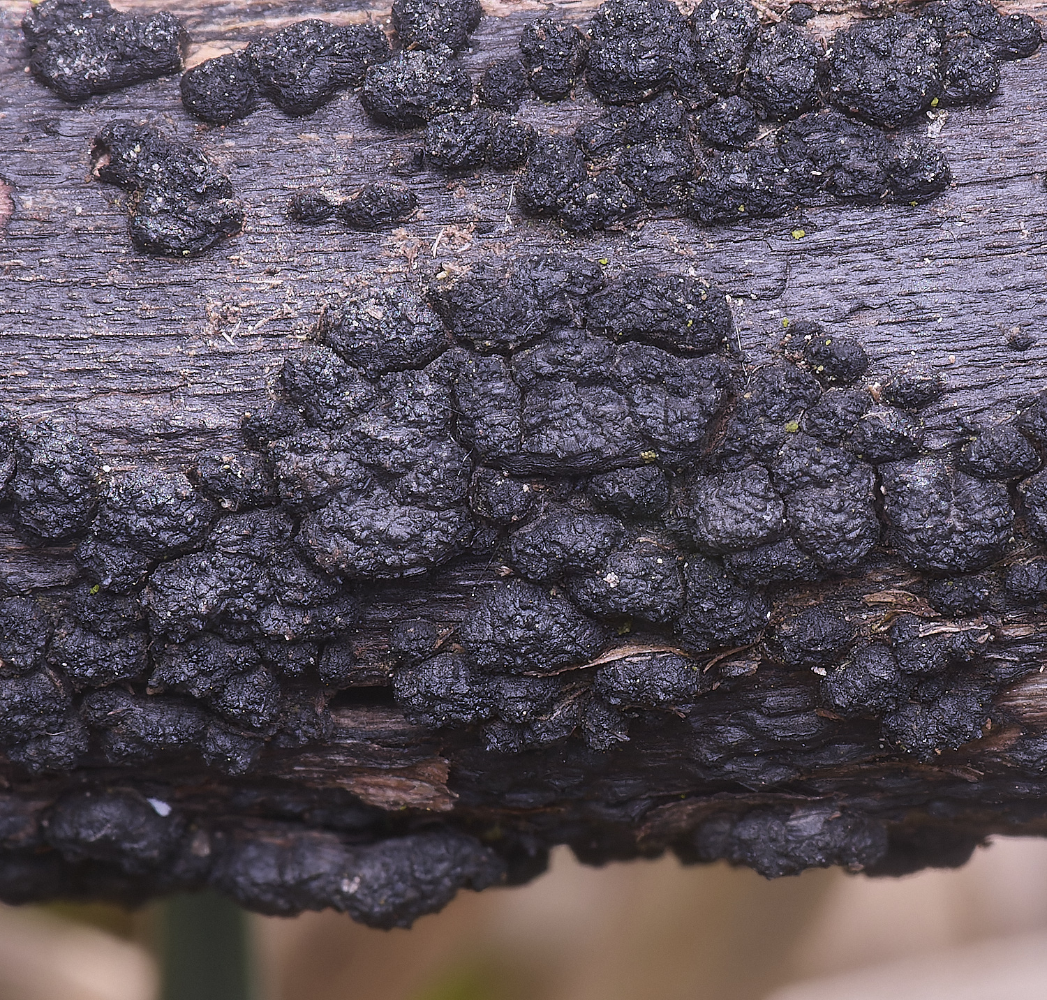 UptonFemMoreblack200425-1