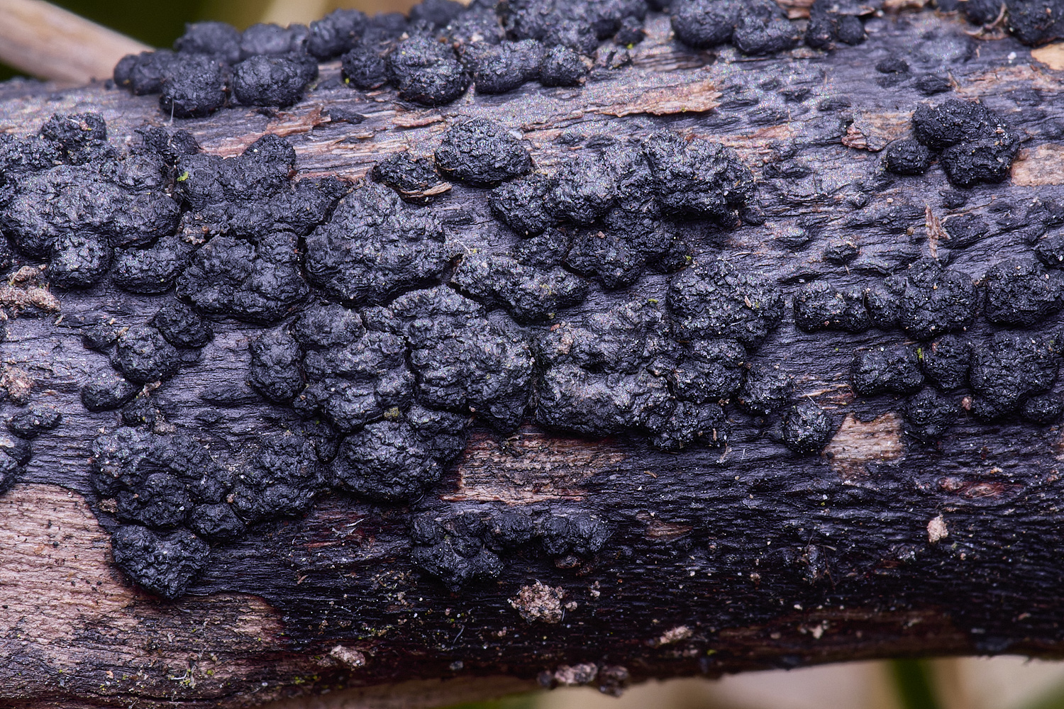 UptonFemMoreblack200425-2