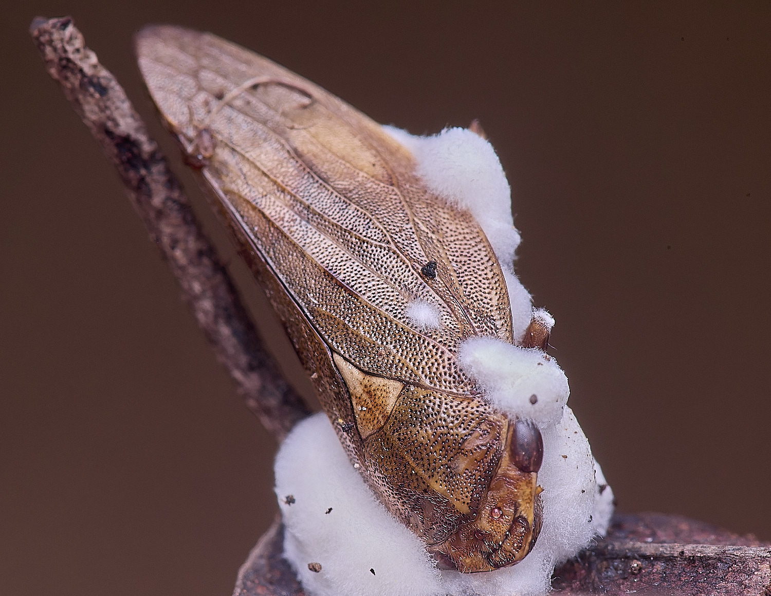 UptonFenAlderHopper200425-1