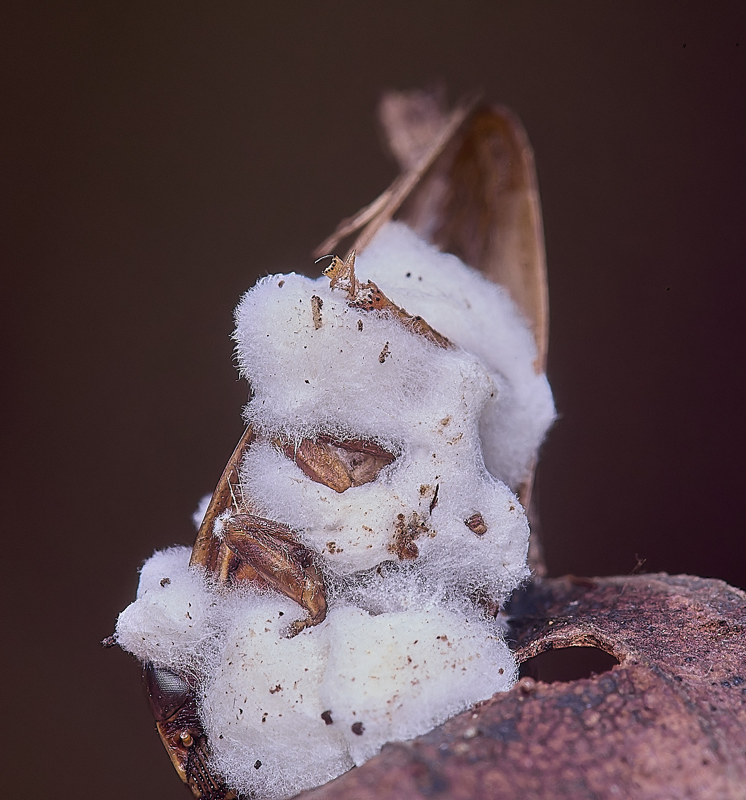 UptonFenAlderHopper200425-2