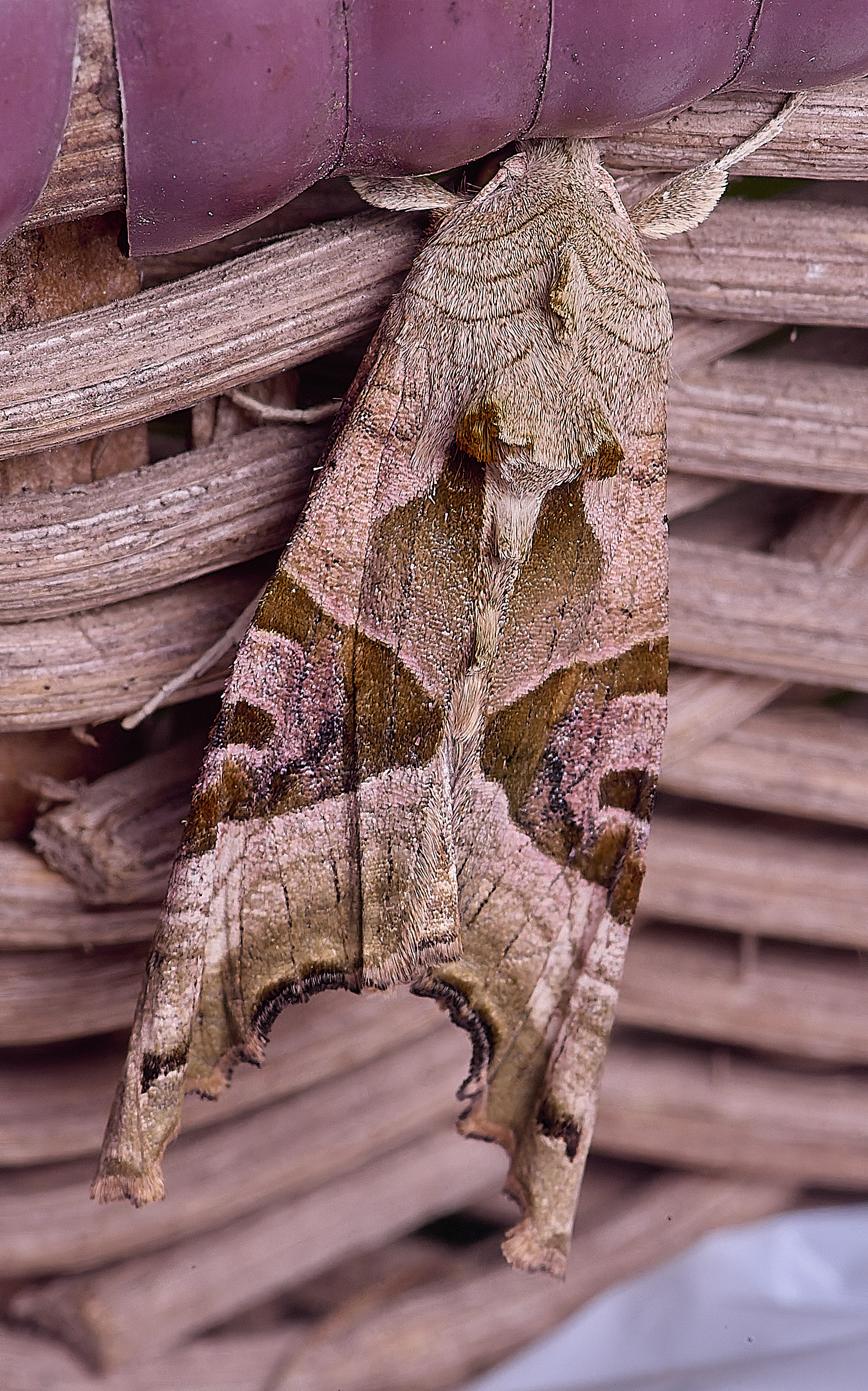 UptonFenAngleShades200425-1