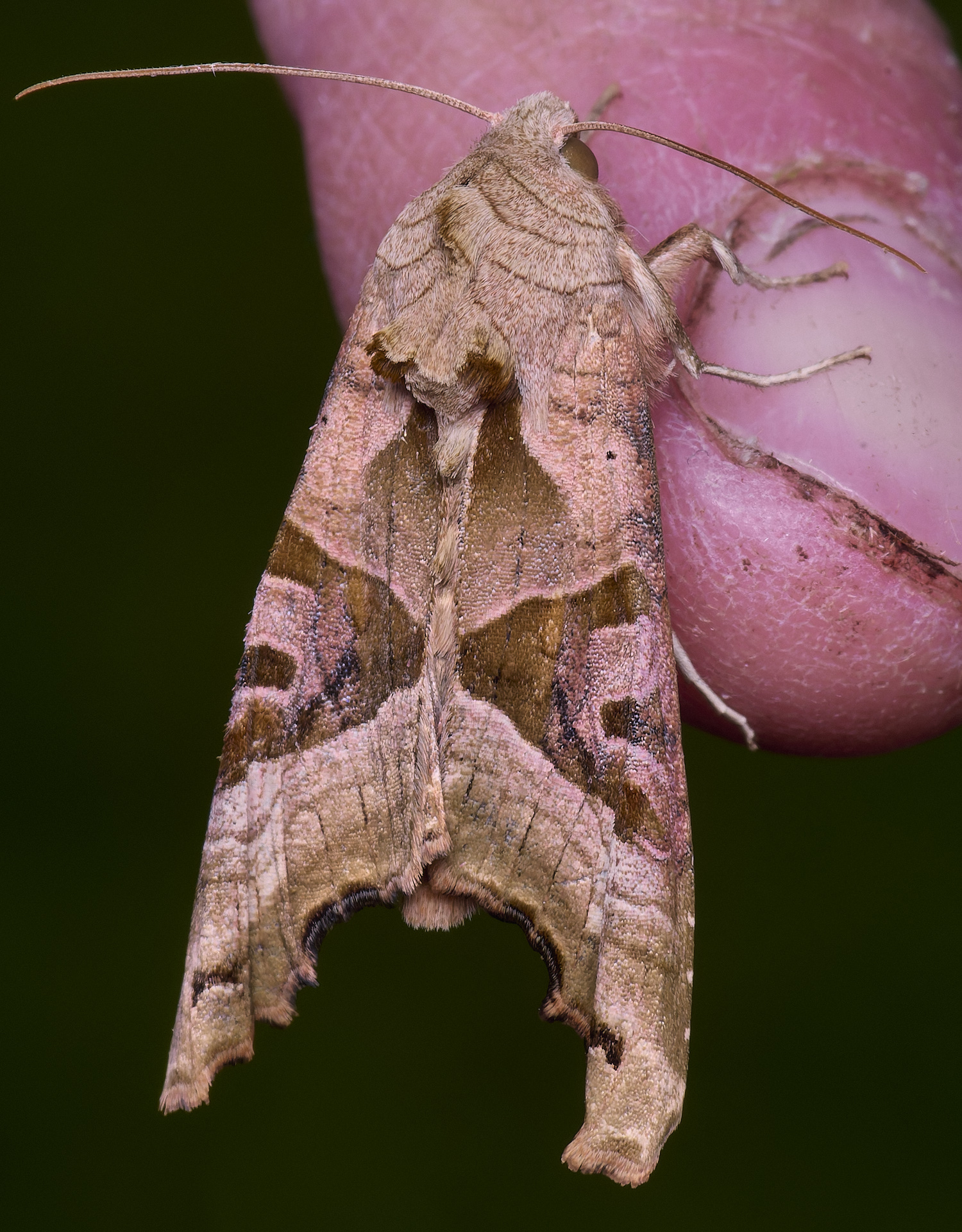 UptonFenAngleShades200425-2