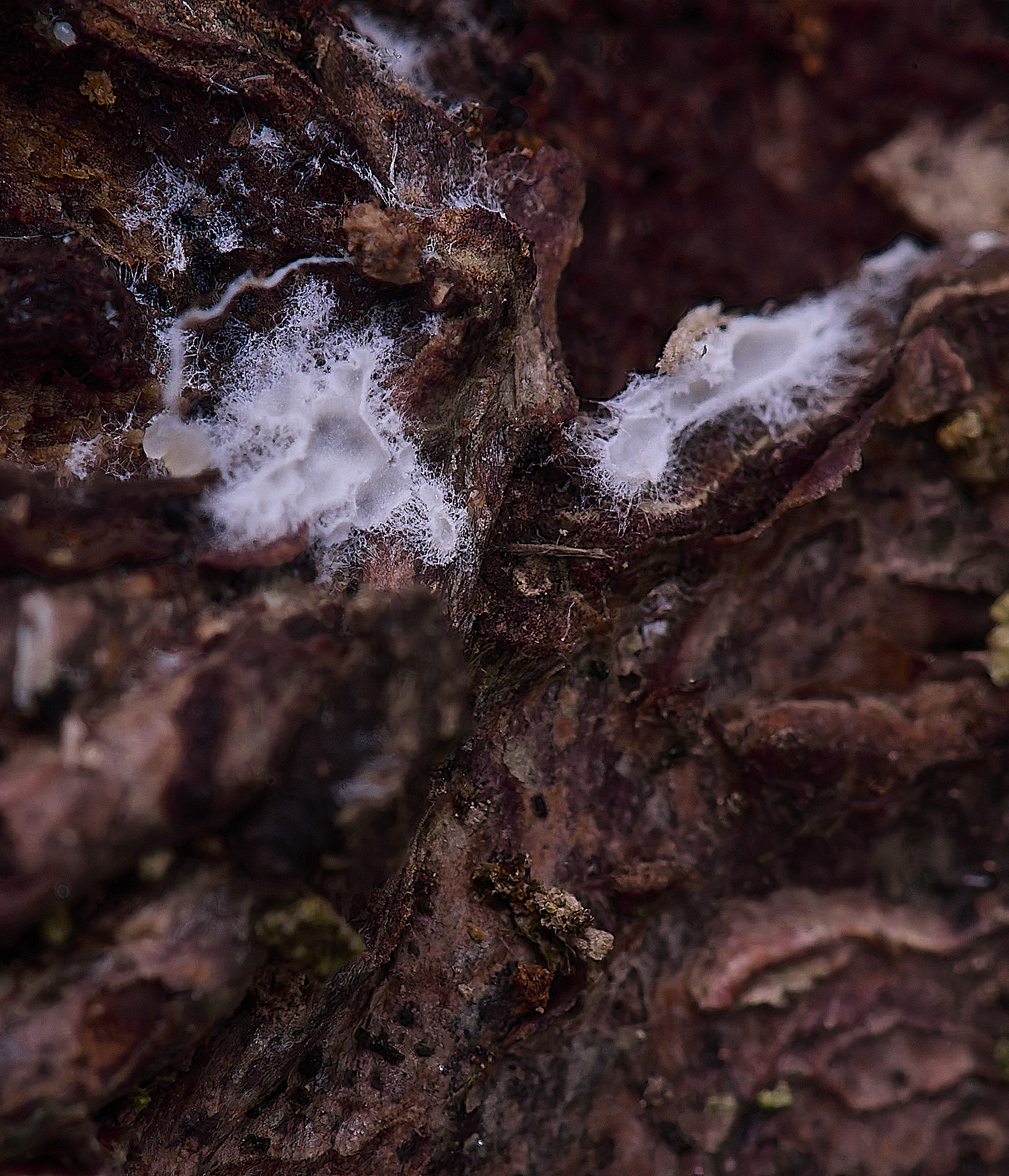 UptonFenArachnopezizaarenia200425-1