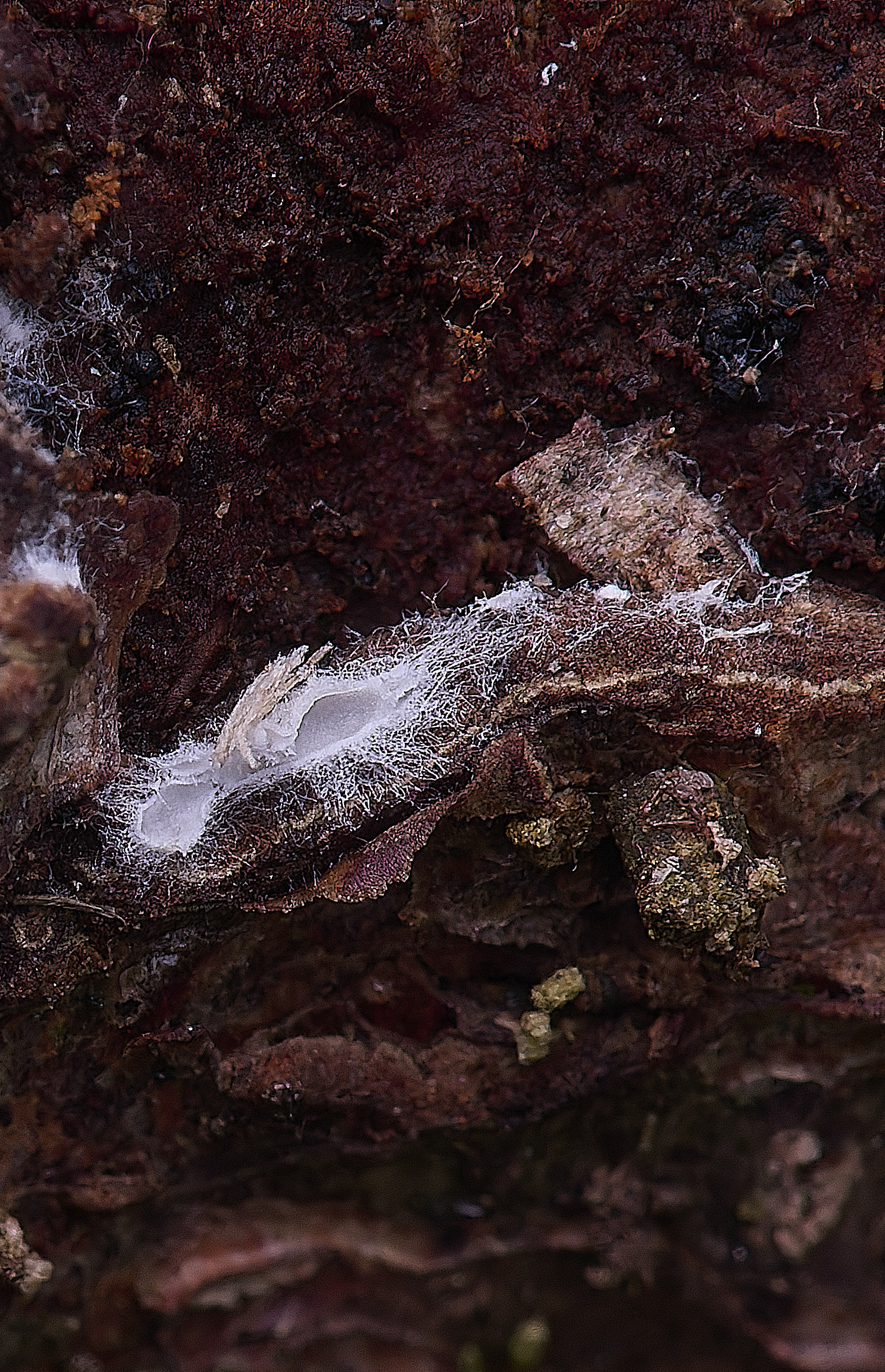 UptonFenArachnopezizaarenia200425-2