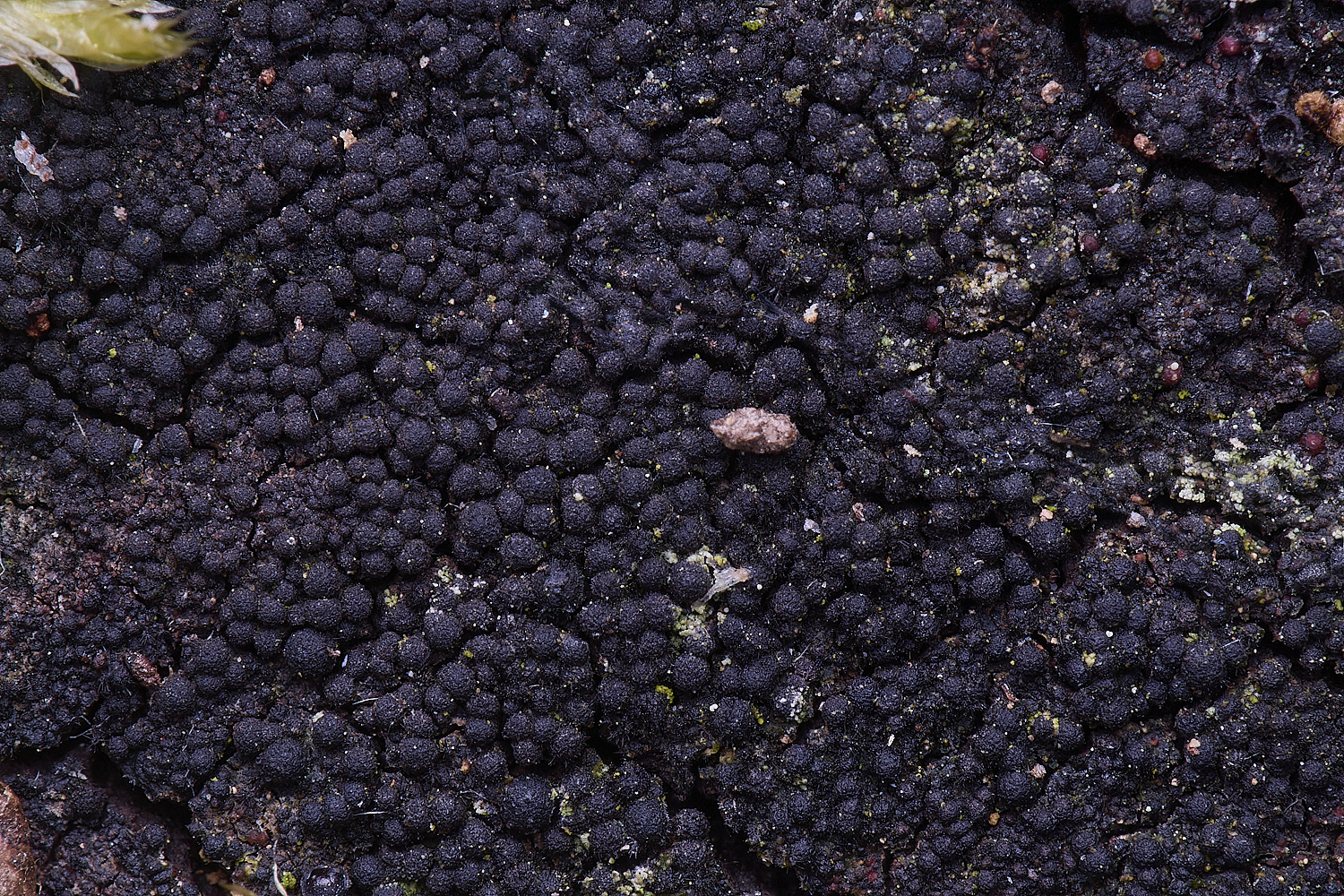 UptonFenBlackballs200425-1