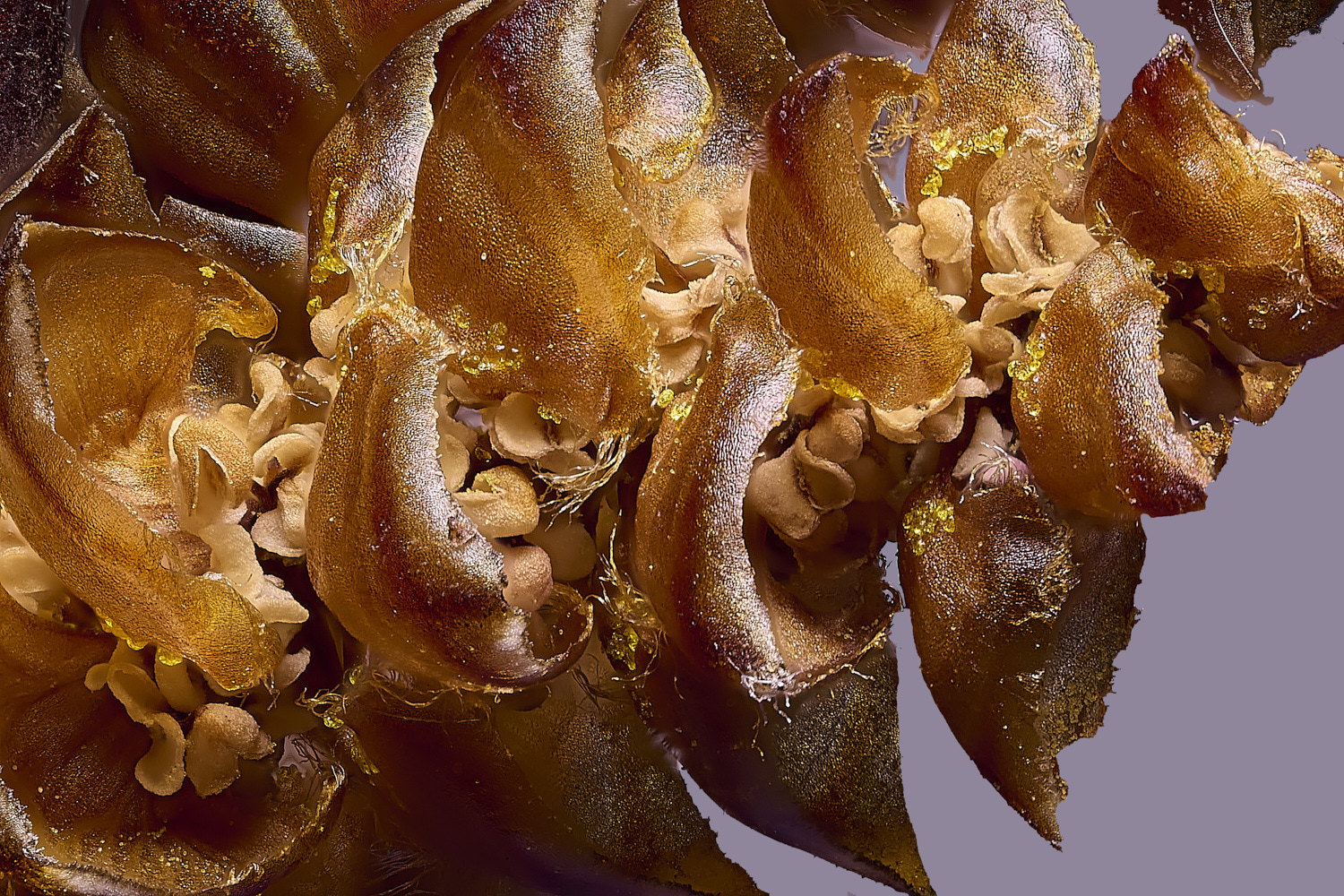 UptonFenBogMyrtle200425-1 1