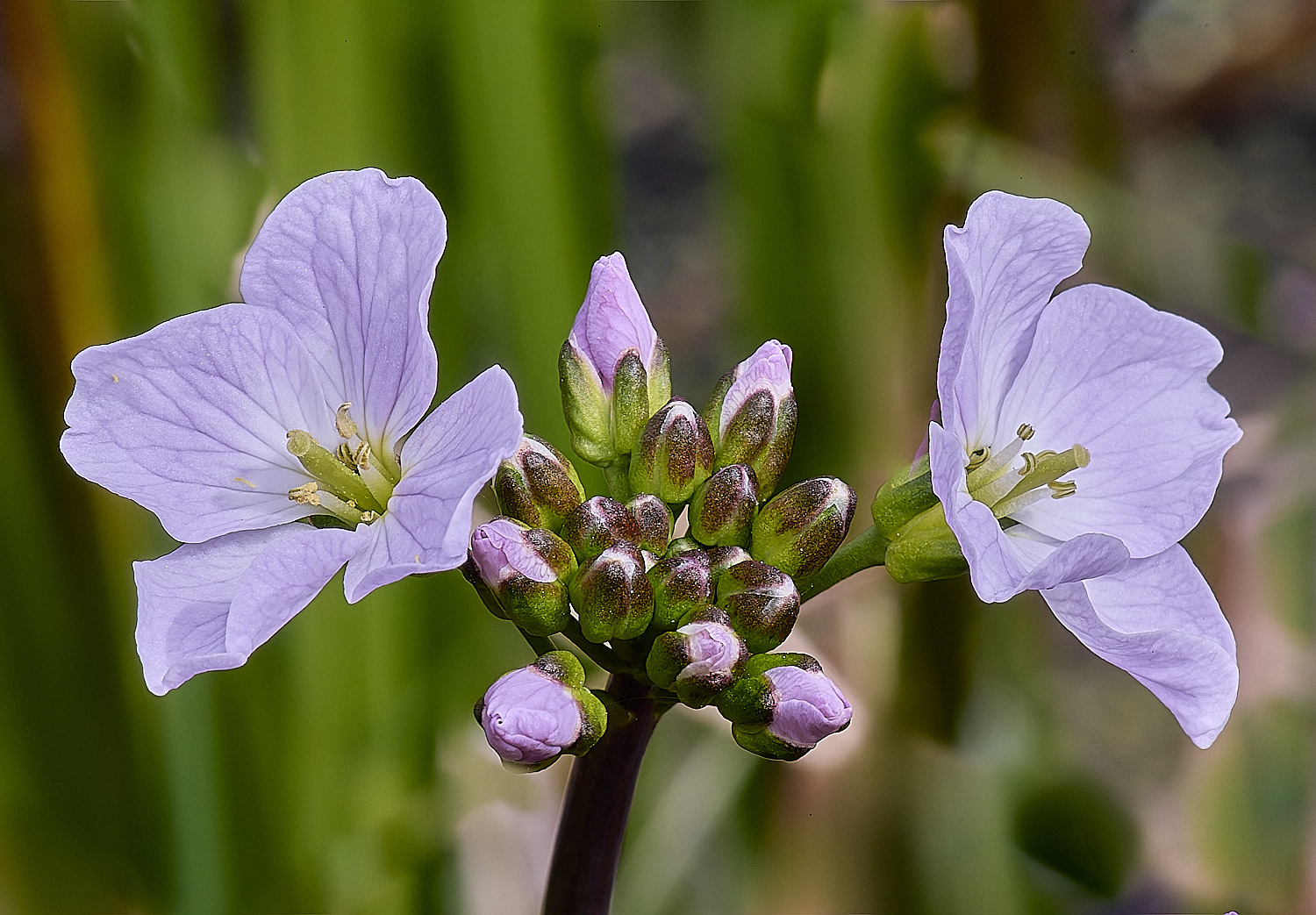UptonFenCpratensis200425-1