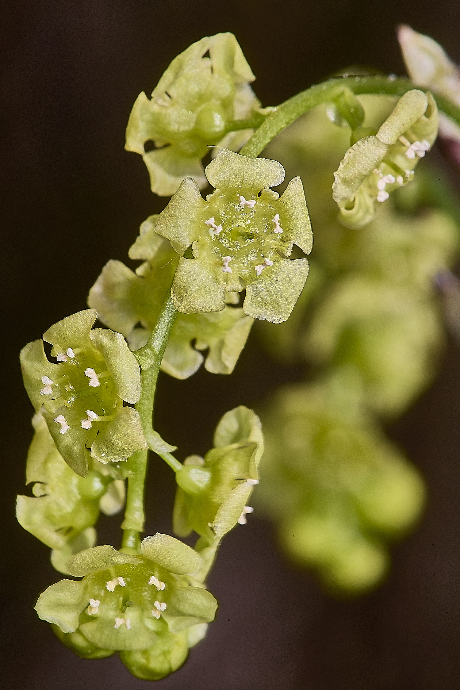 UptonFenCurrant200425-1