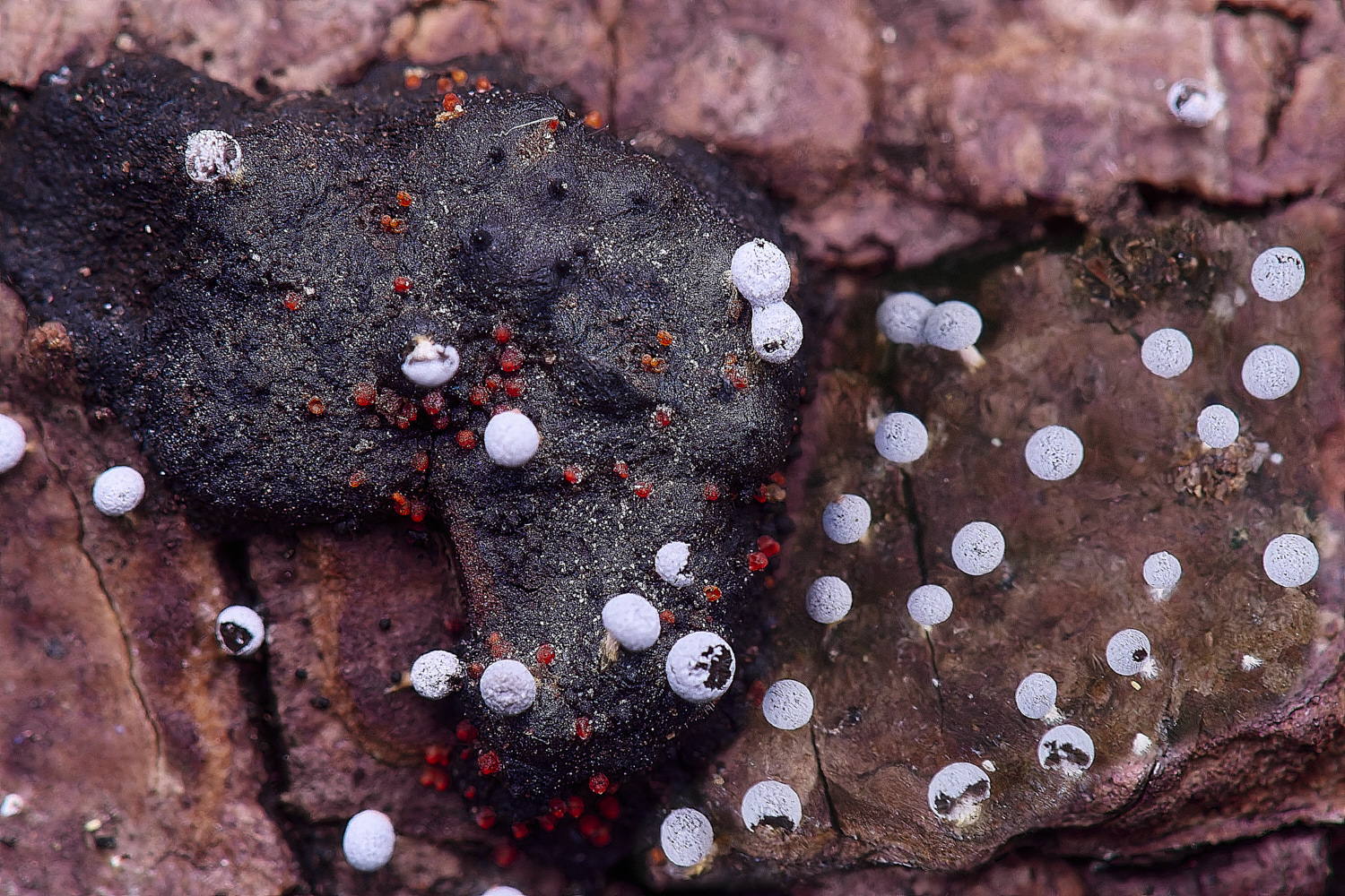 UptonFenDialonectria200425-1