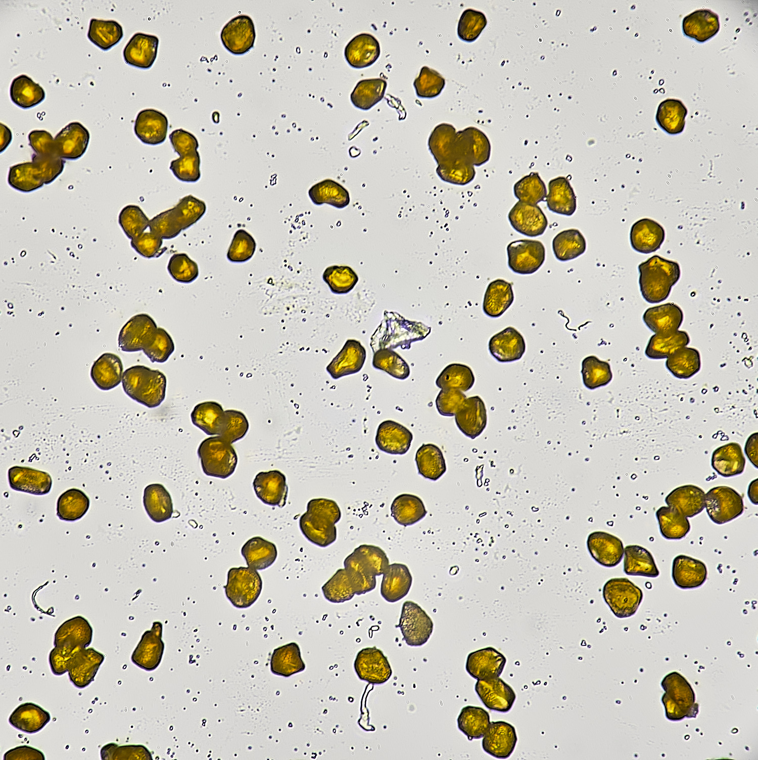 UptonFenFenLesserCelandineRust200425-1