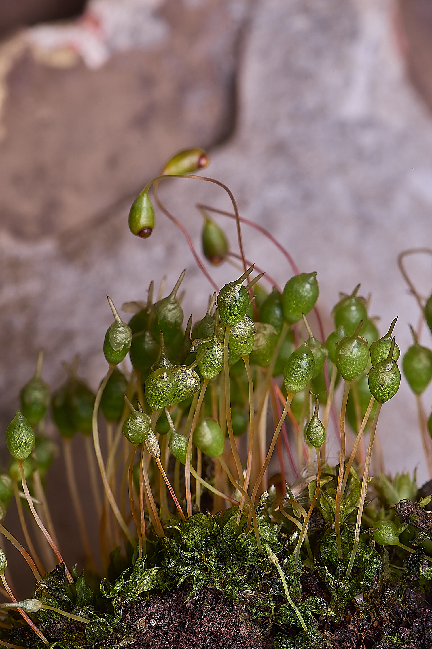 UptonFenFhygrometrica200425-1