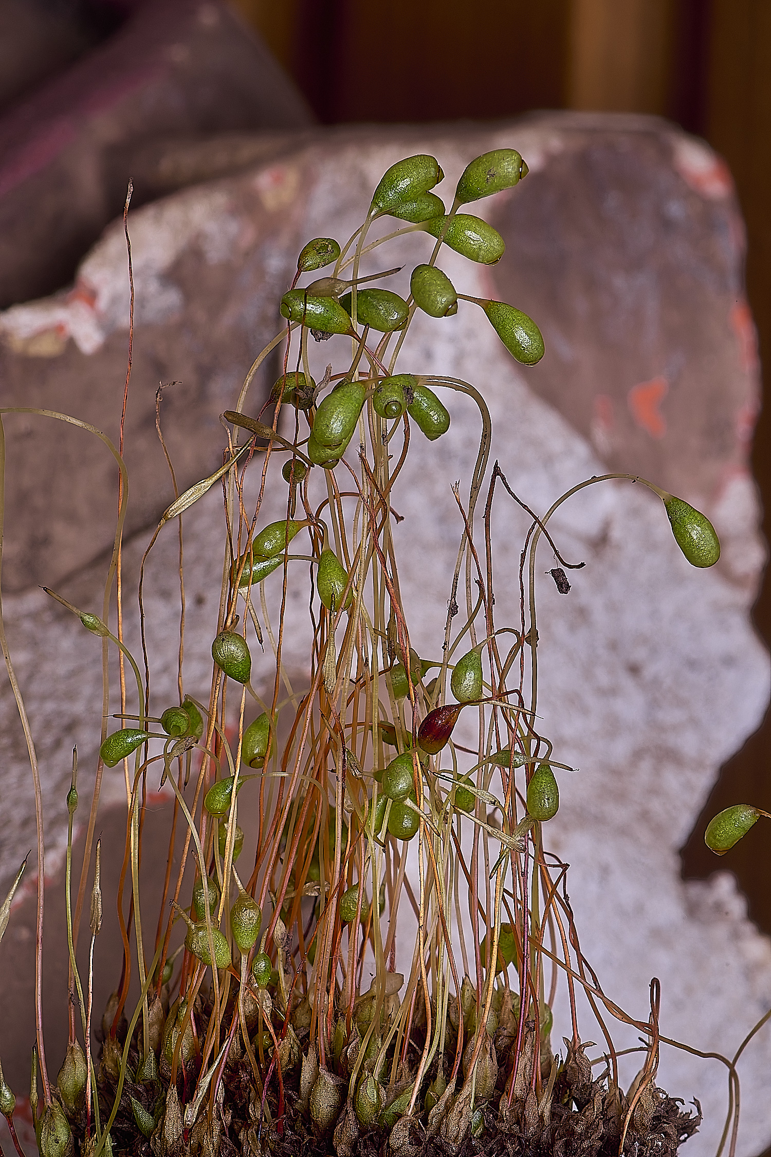 UptonFenFhygrometrica200425-2