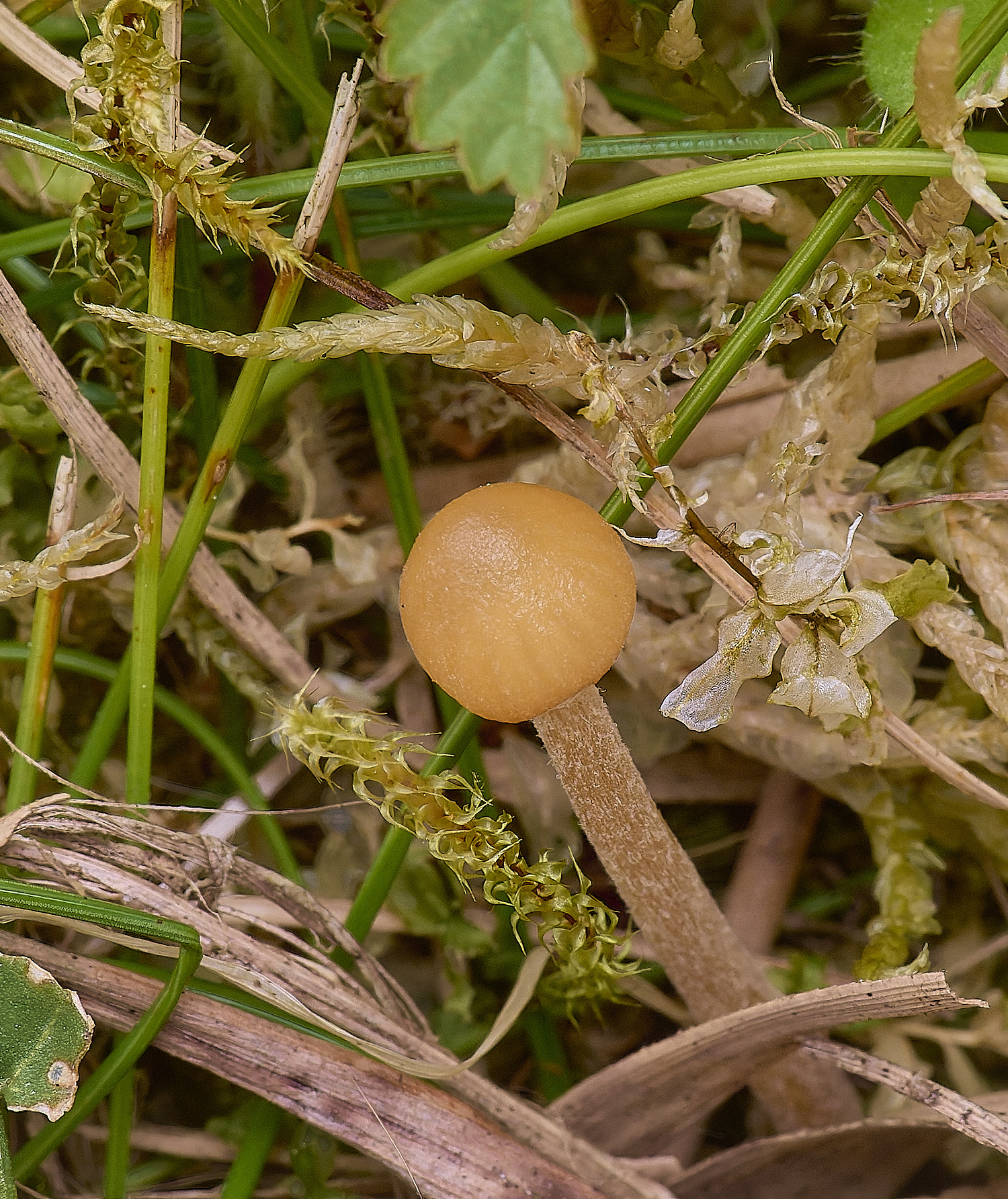 UptonFenFungus200425-1