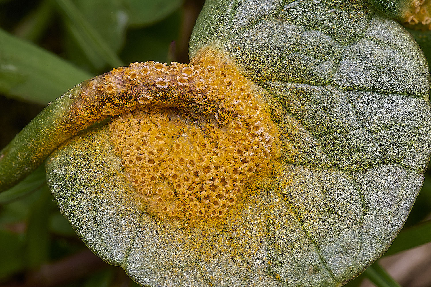 UptonFenLesserCeladineRust200425-1