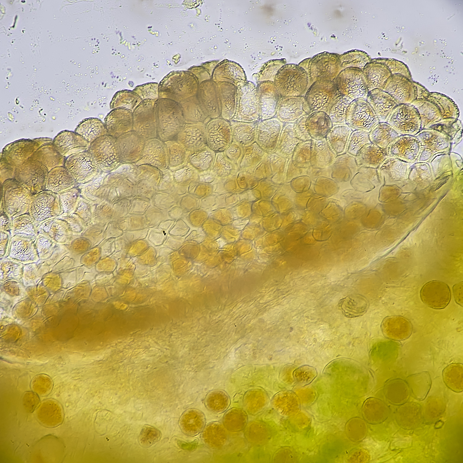 UptonFenLesserCelandineRust200425-2