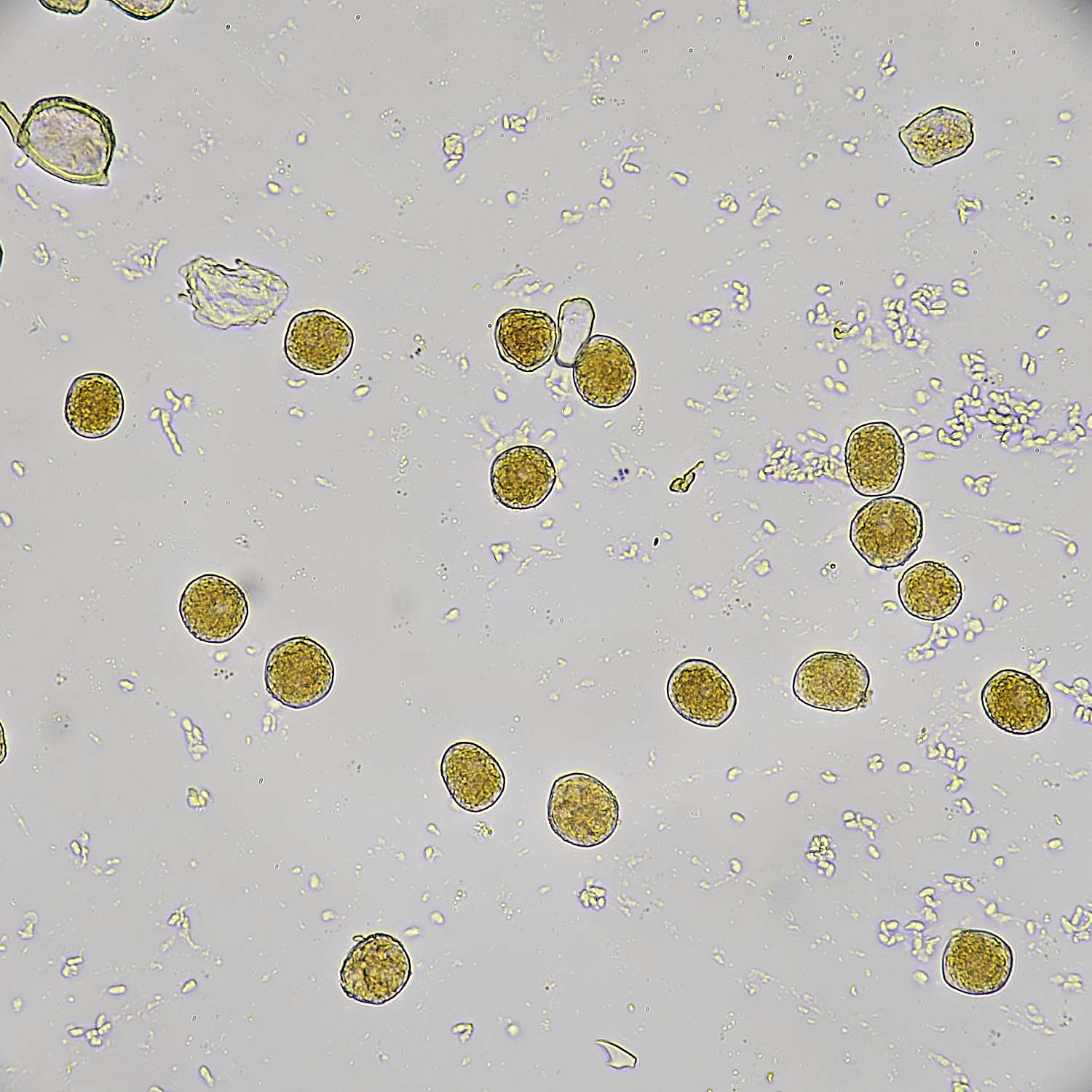 UptonFenLesserCelandineRust200425-3