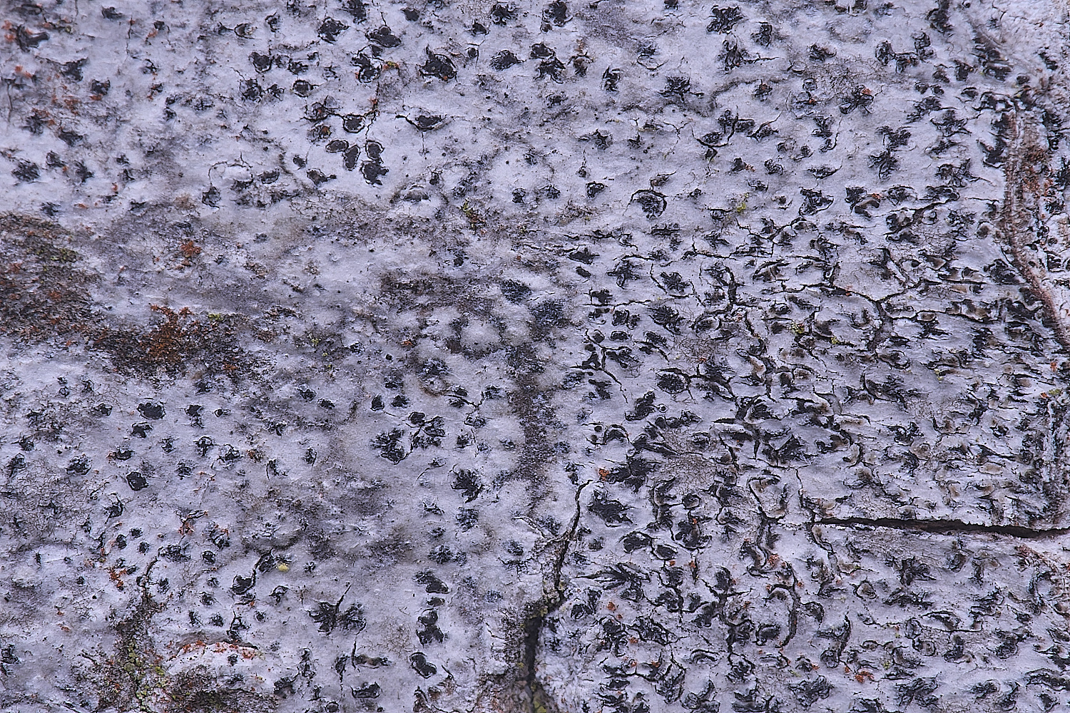 UptonFenLichen200425-1