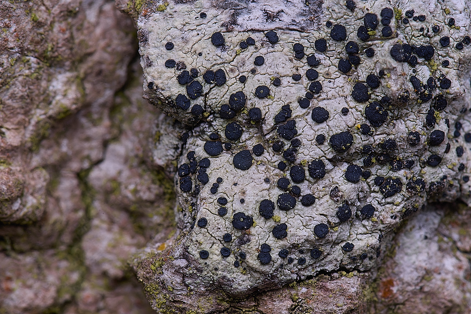 UptonFenLichen200425-2