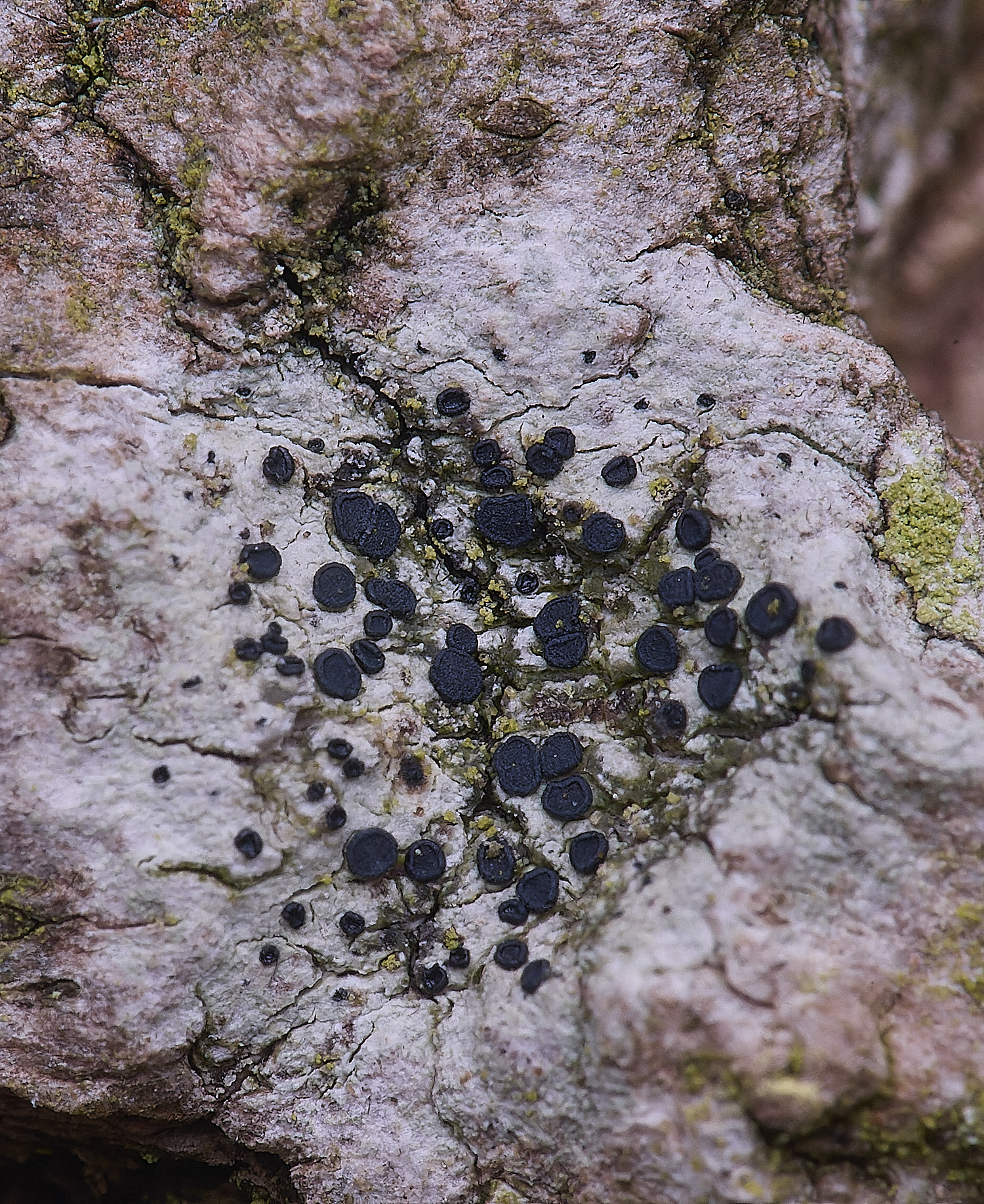 UptonFenLichen200425-3