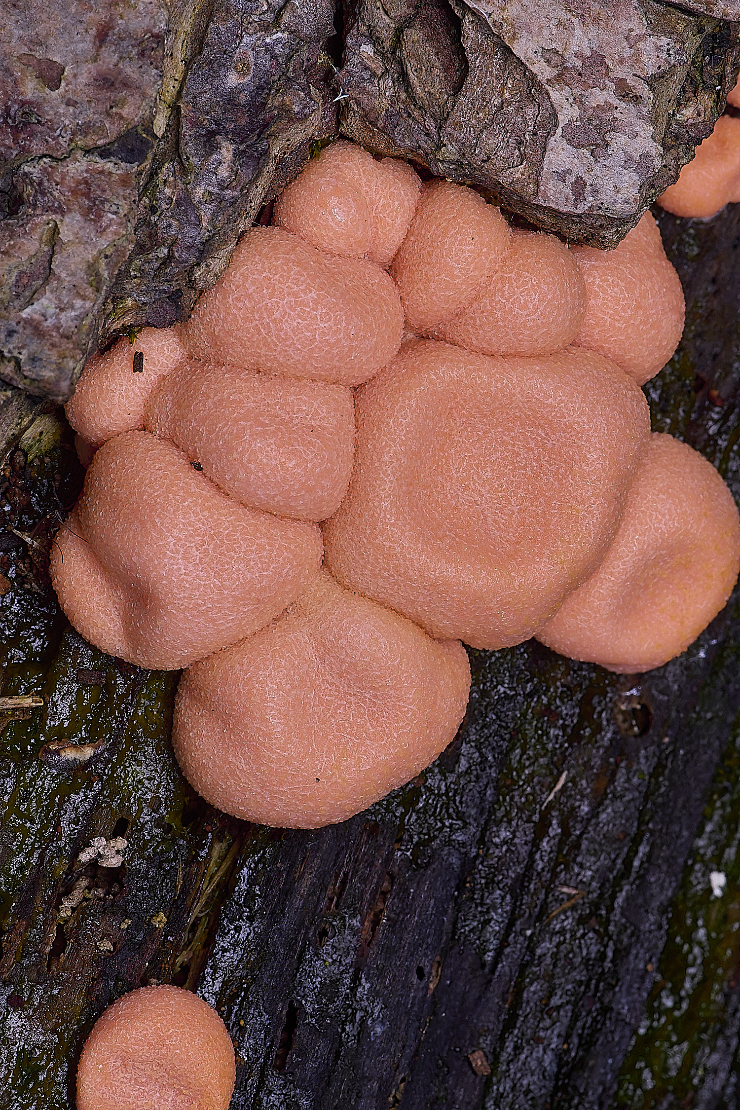 UptonFenLycogala200425-1