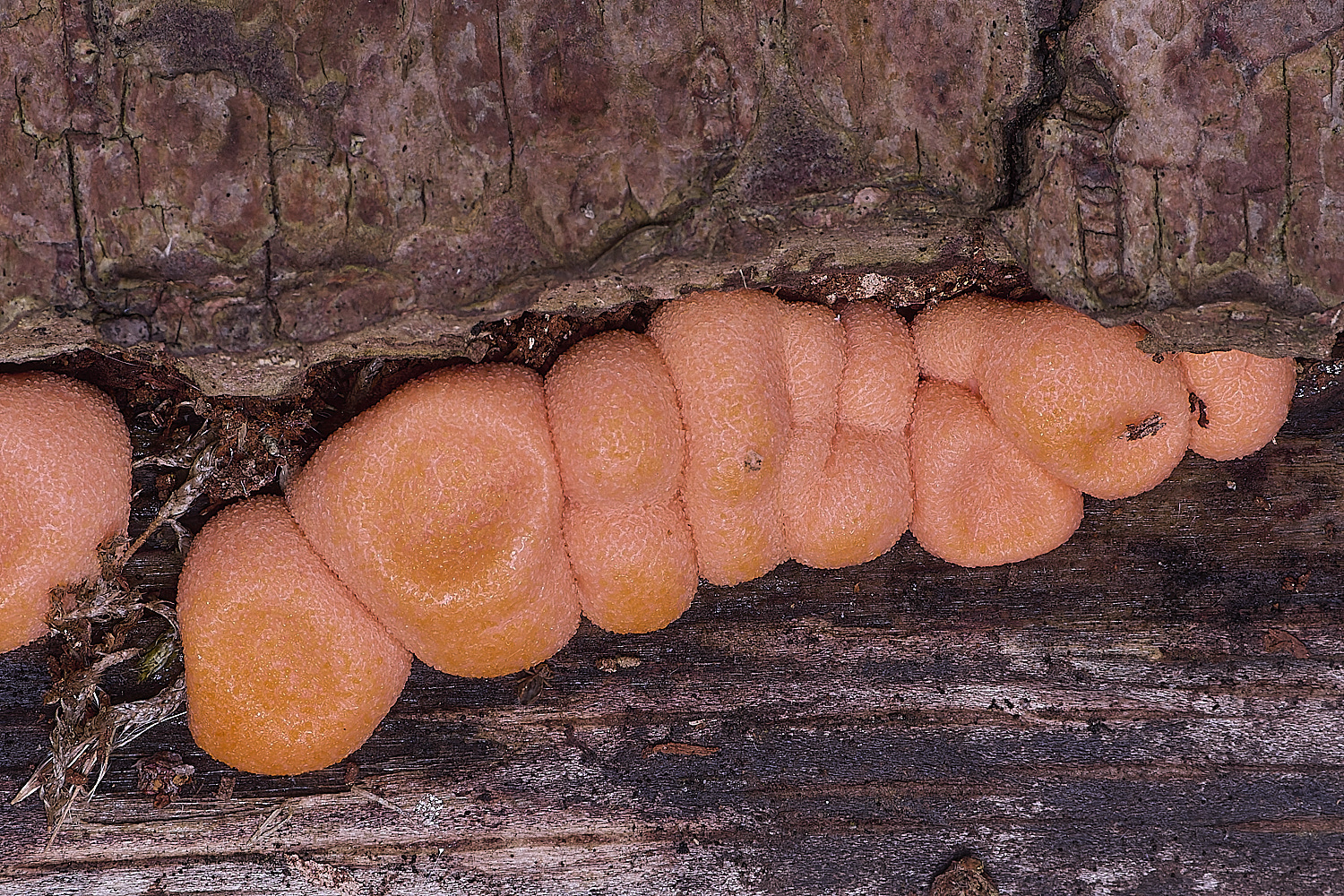 UptonFenLycogala200425-2