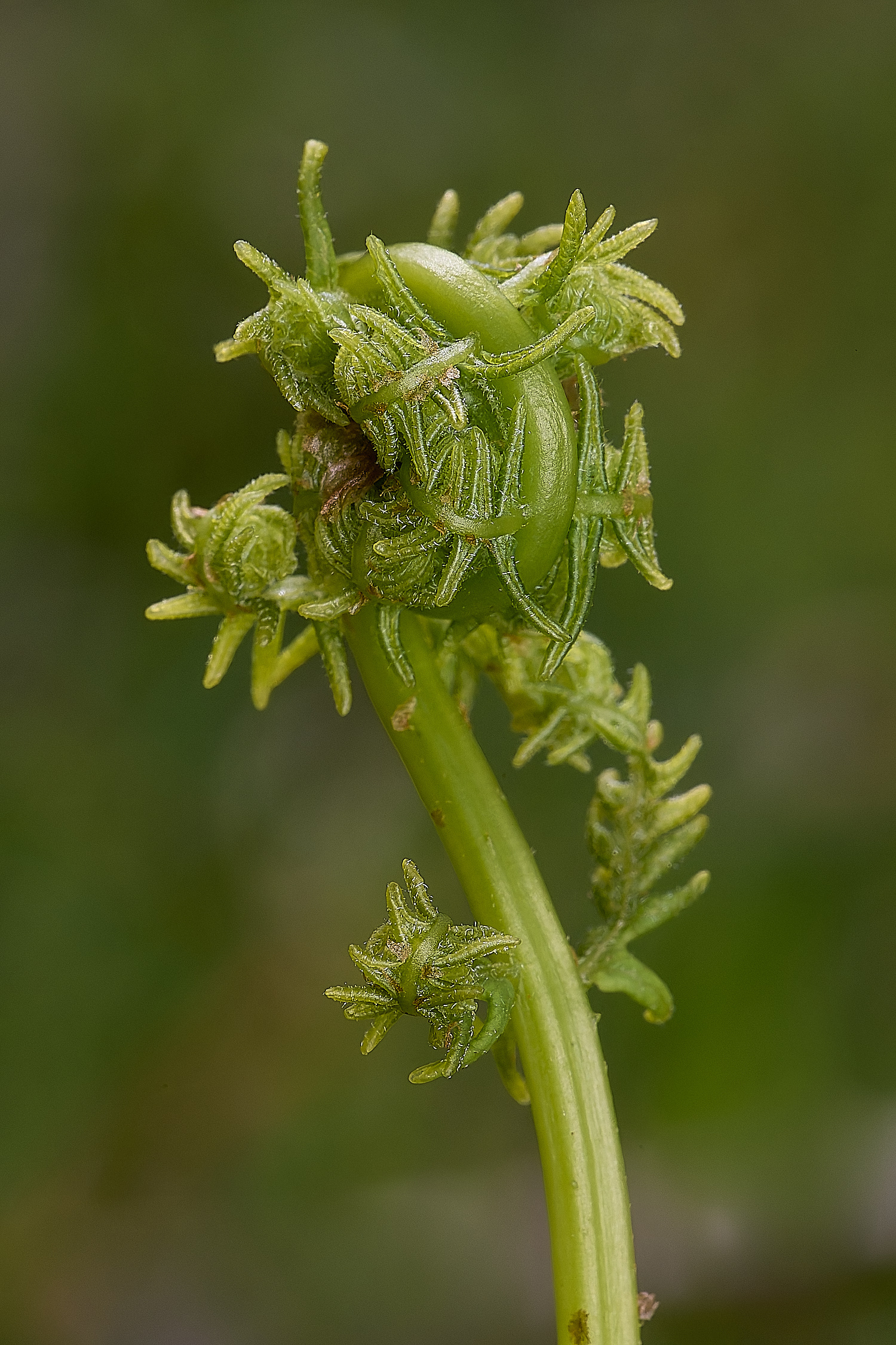 UptonFenMarshFern200425-1