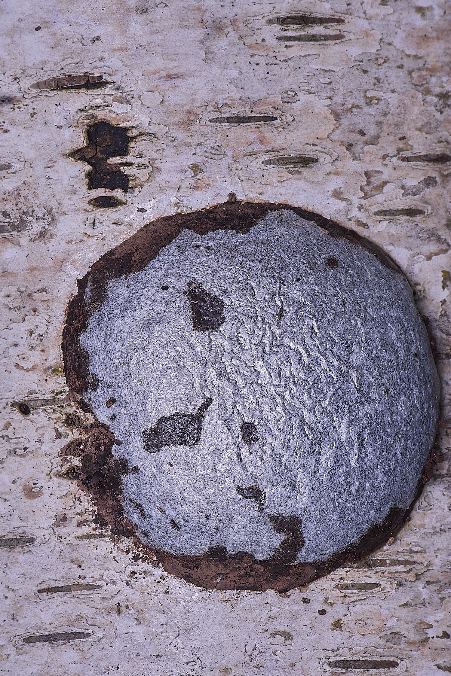 UptonFenMoon200425-1