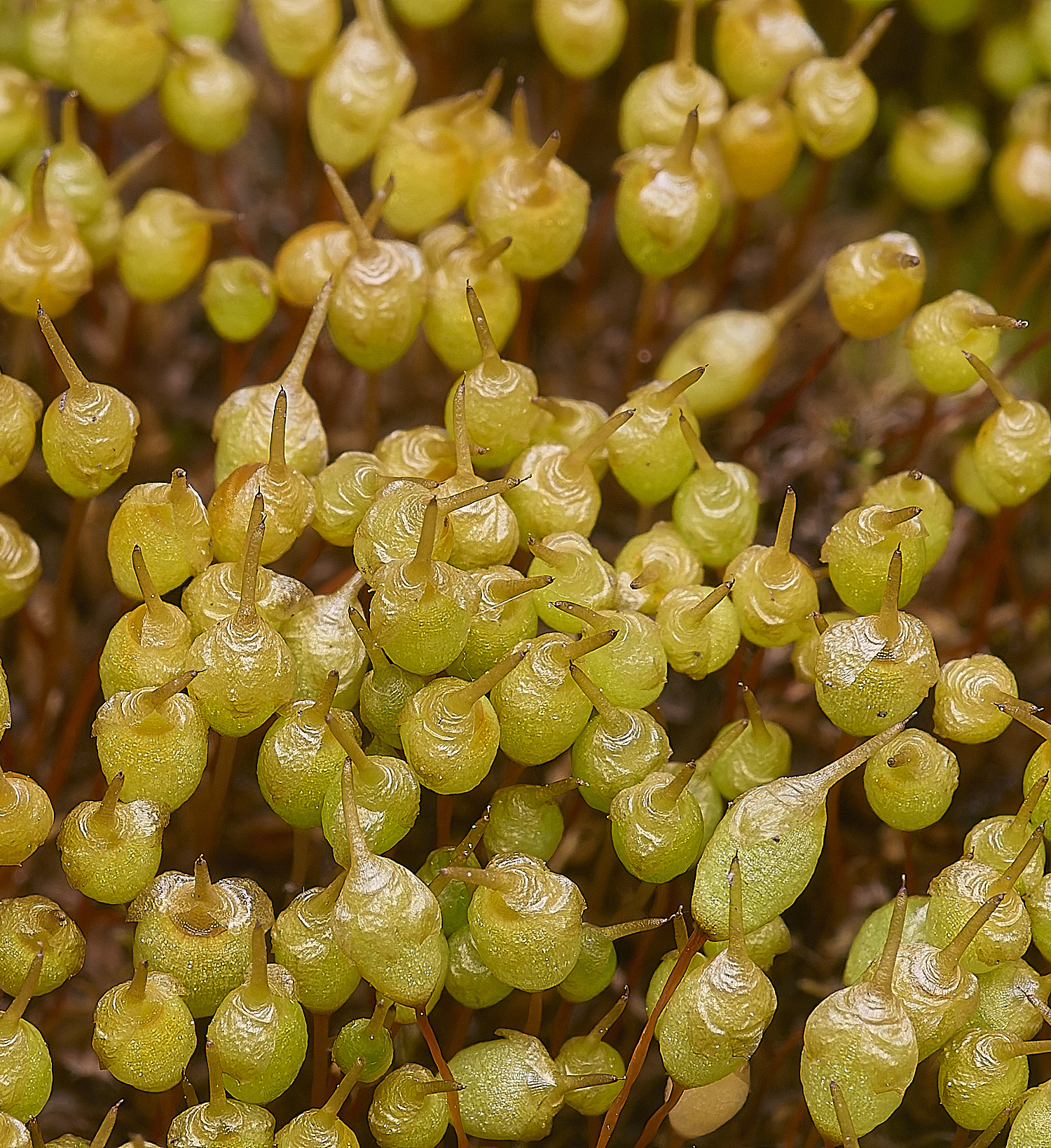 UptonFenMoss200425-1