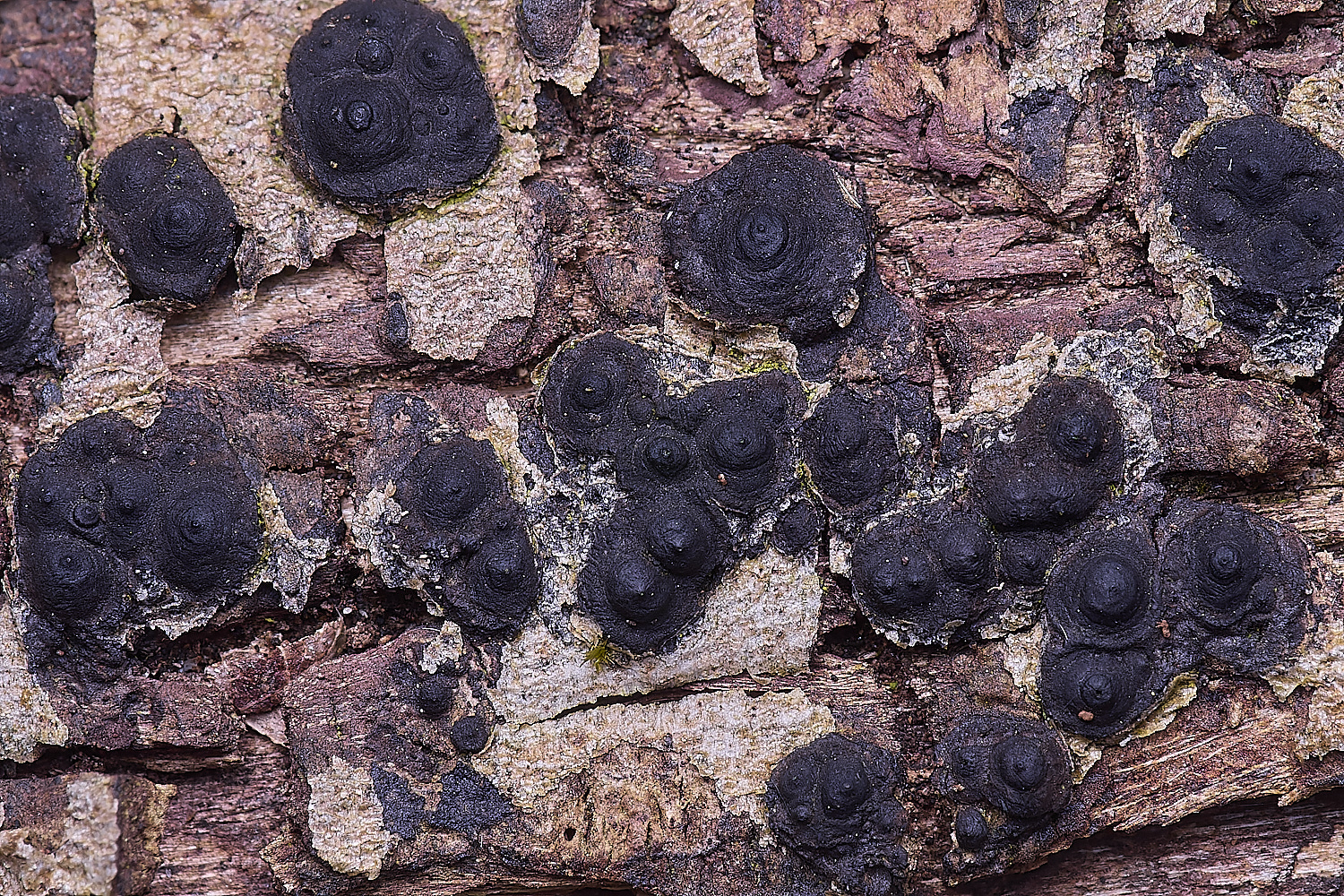 UptonFenNemannia200425-1