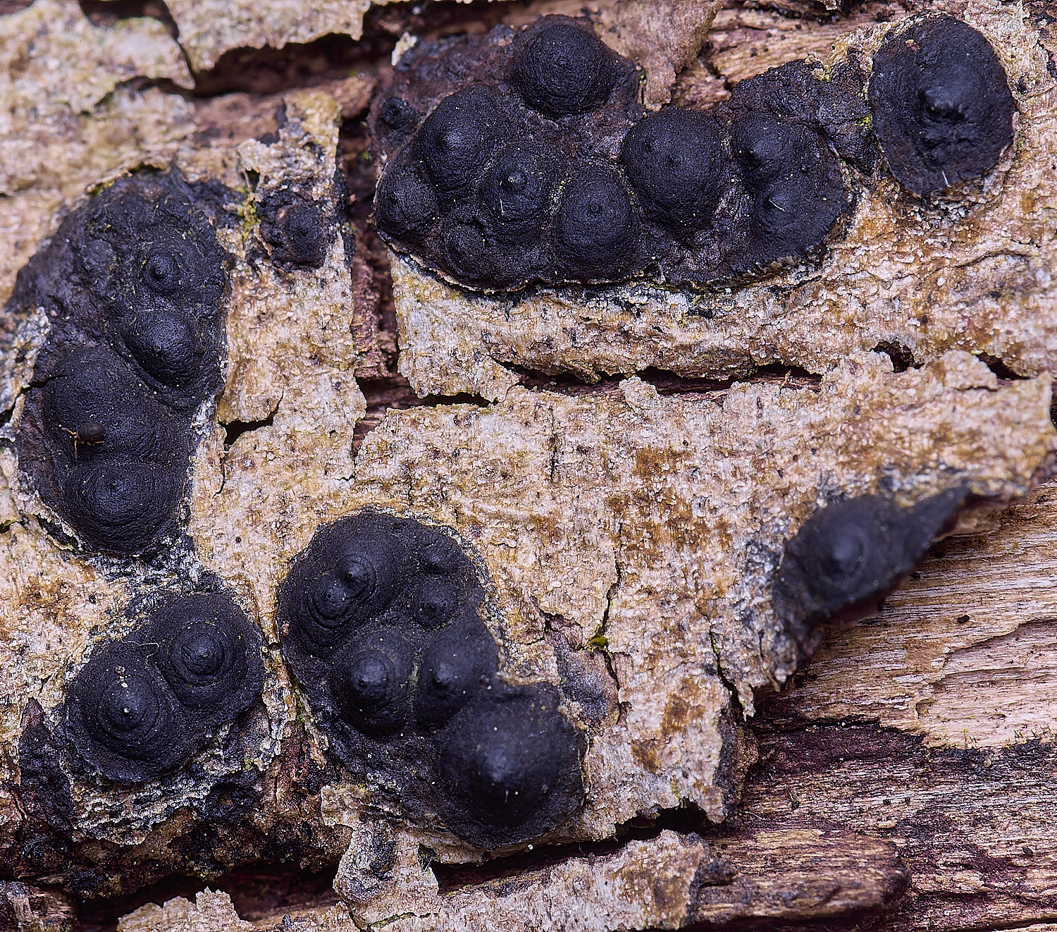 UptonFenNemannia200425-2