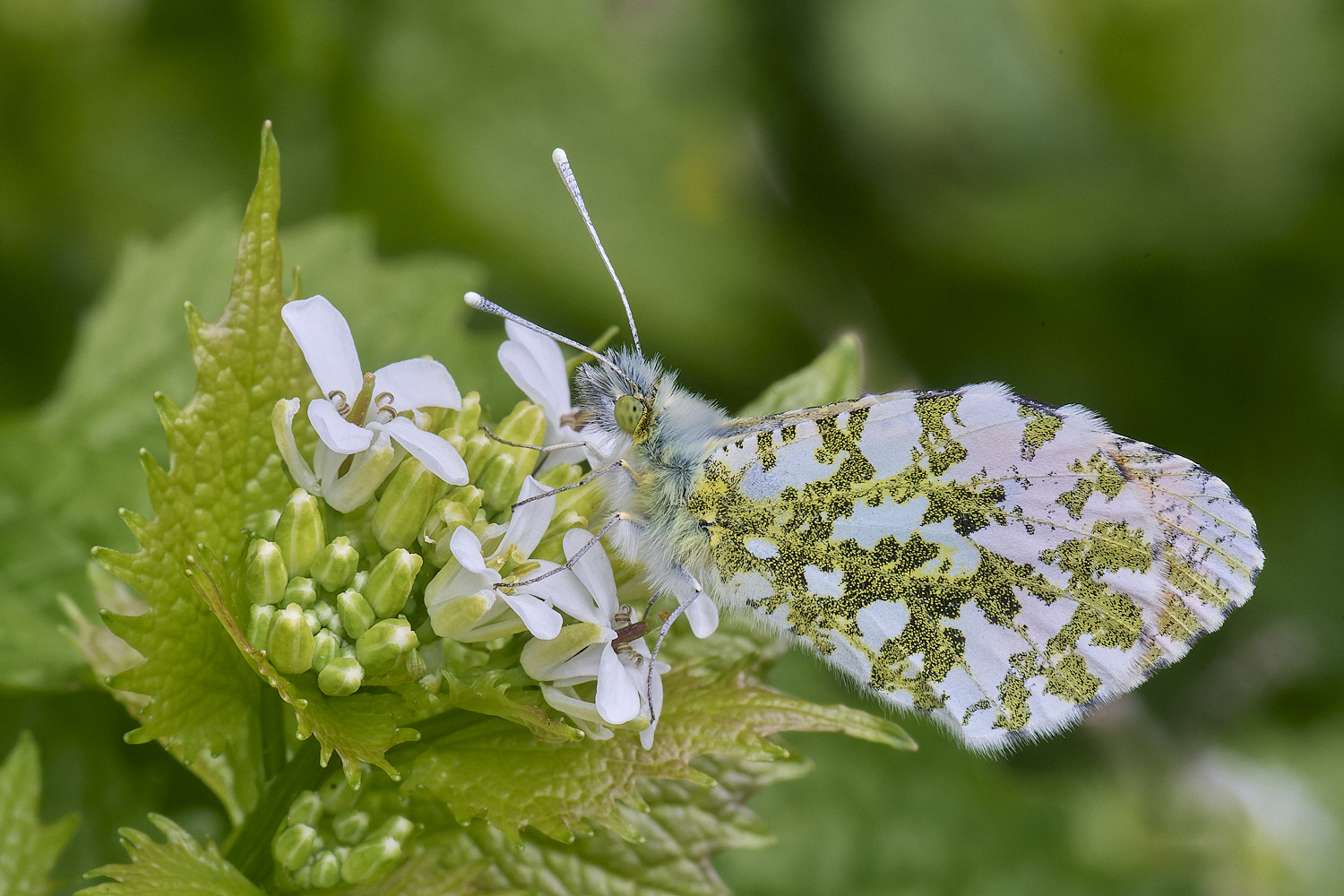 UptonFenOarnageTip200425-1