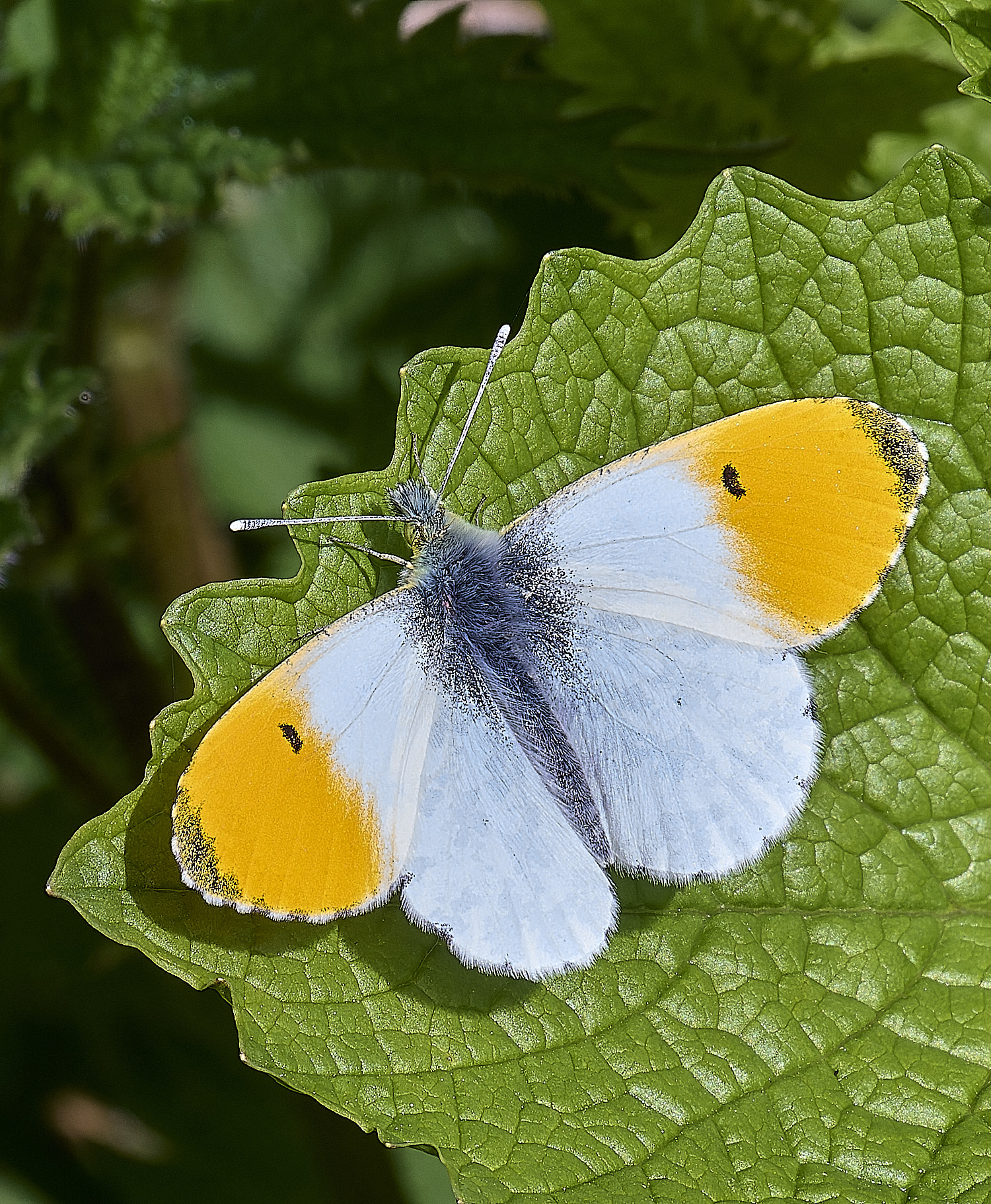 UptonFenOarnageTip200425-2