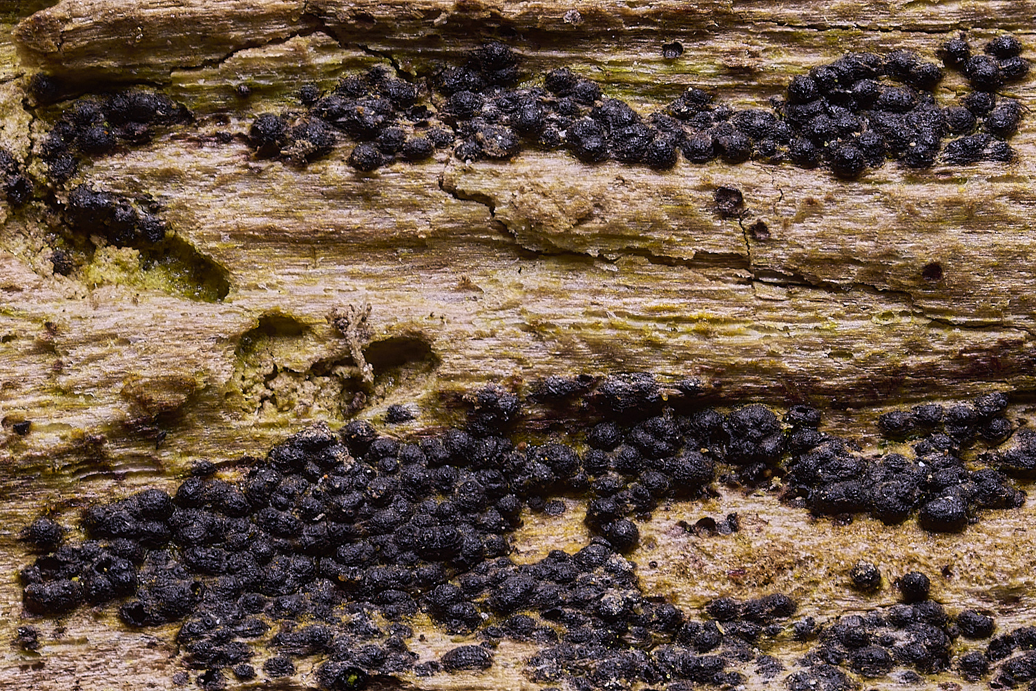 UptonFenOddBlack200425-1