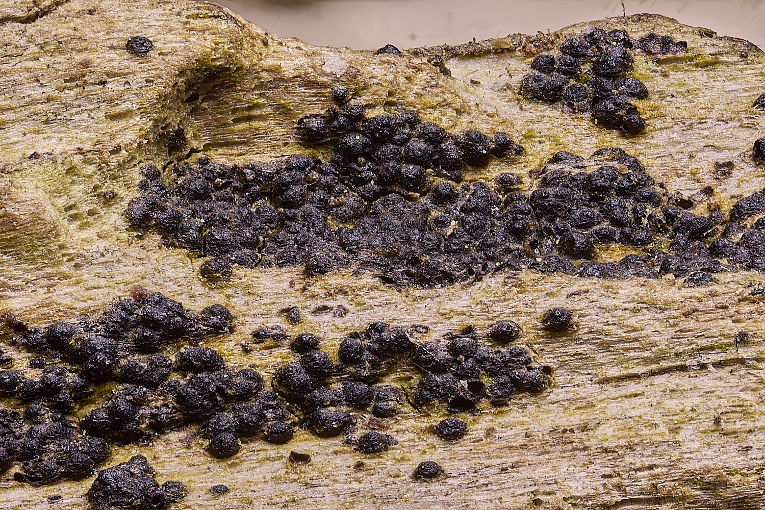 UptonFenOddBlack200425-2