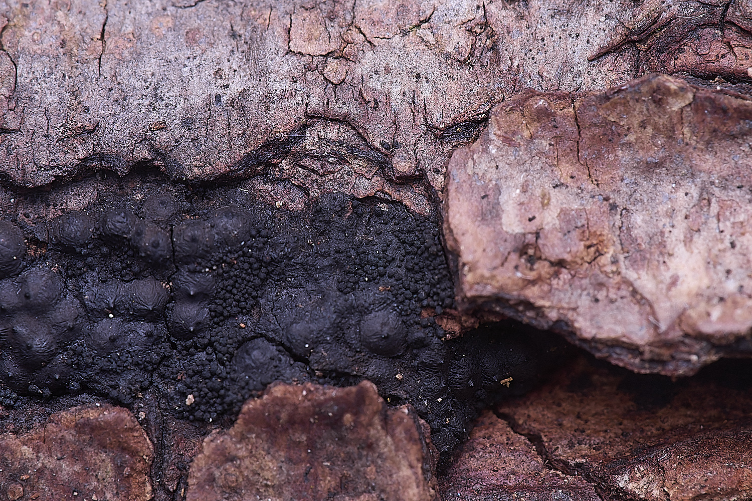 UptonFenOnJarirsella200425-1