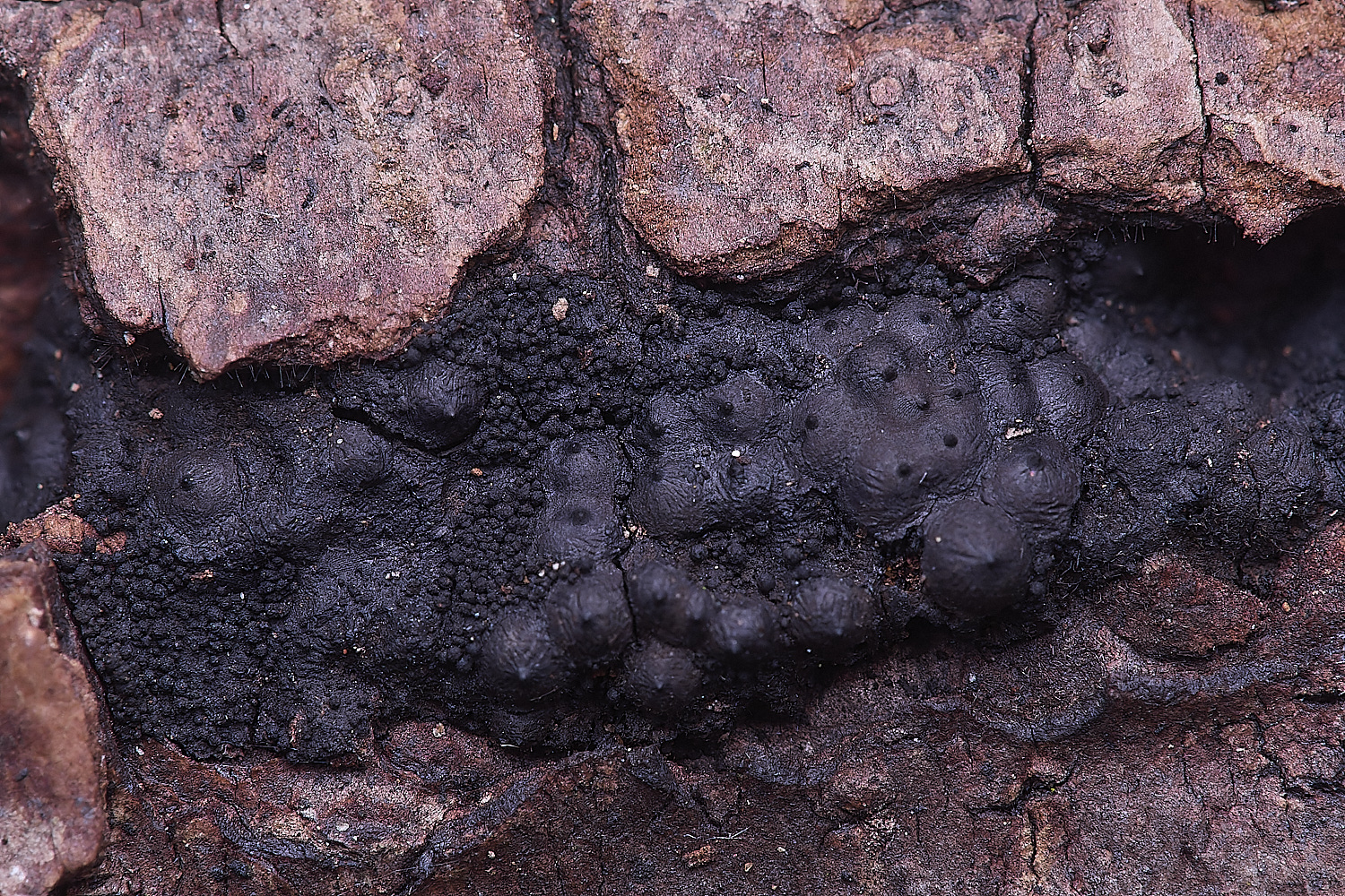 UptonFenOnJarirsella200425-2