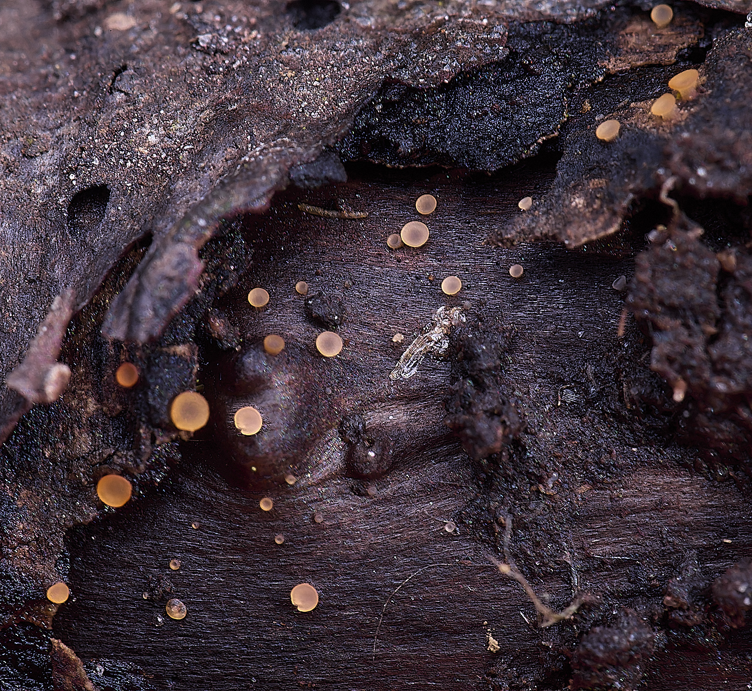 UptonFenOrbillia200425-1