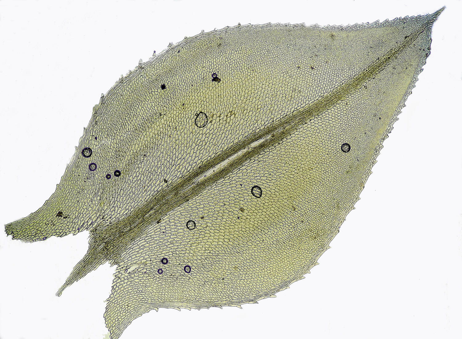 UptonFenPelatum200425-2