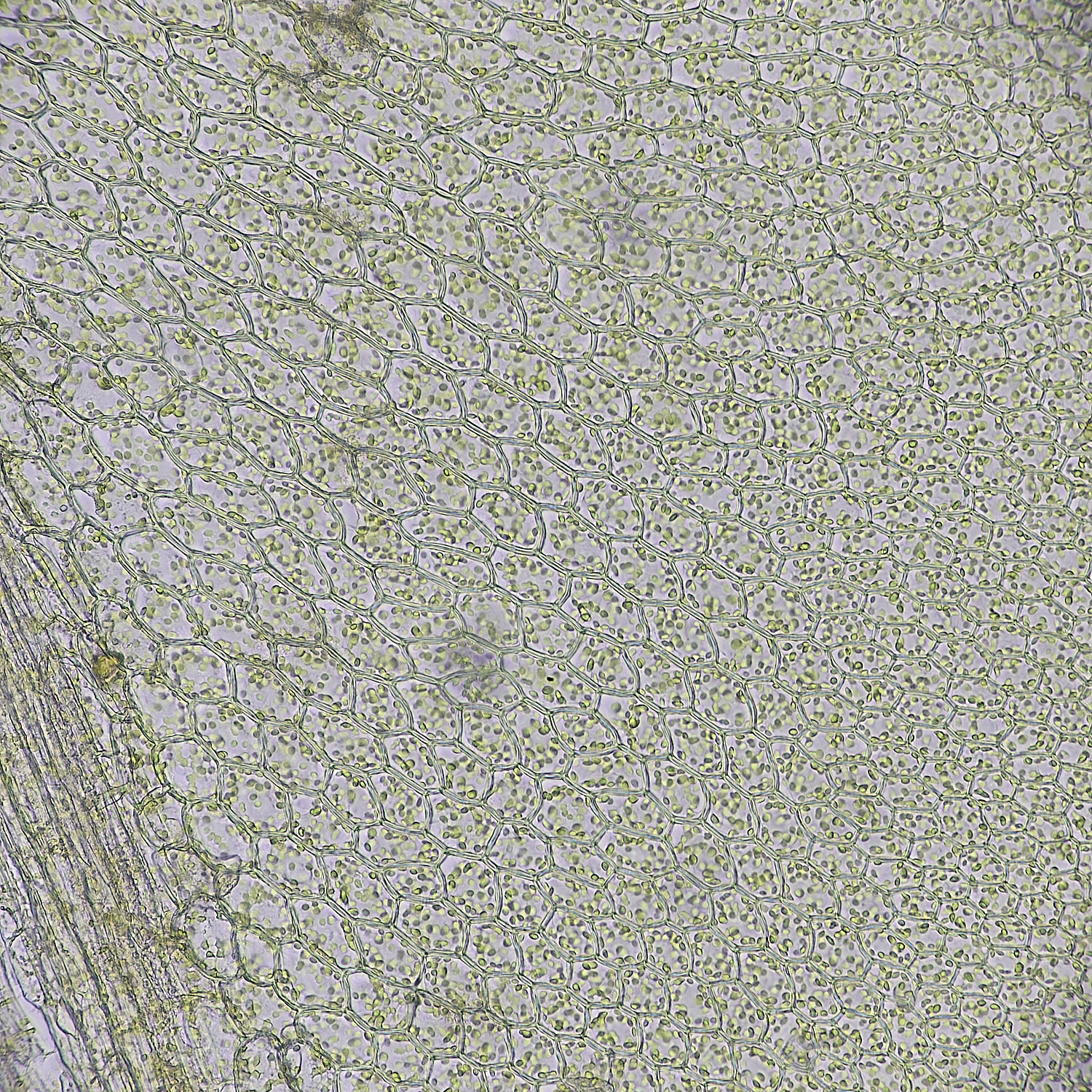 UptonFenPelatum200425-3