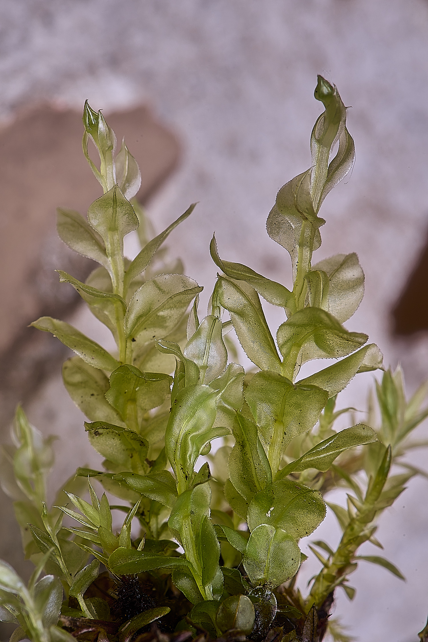 UptonFenPelatum210425-1