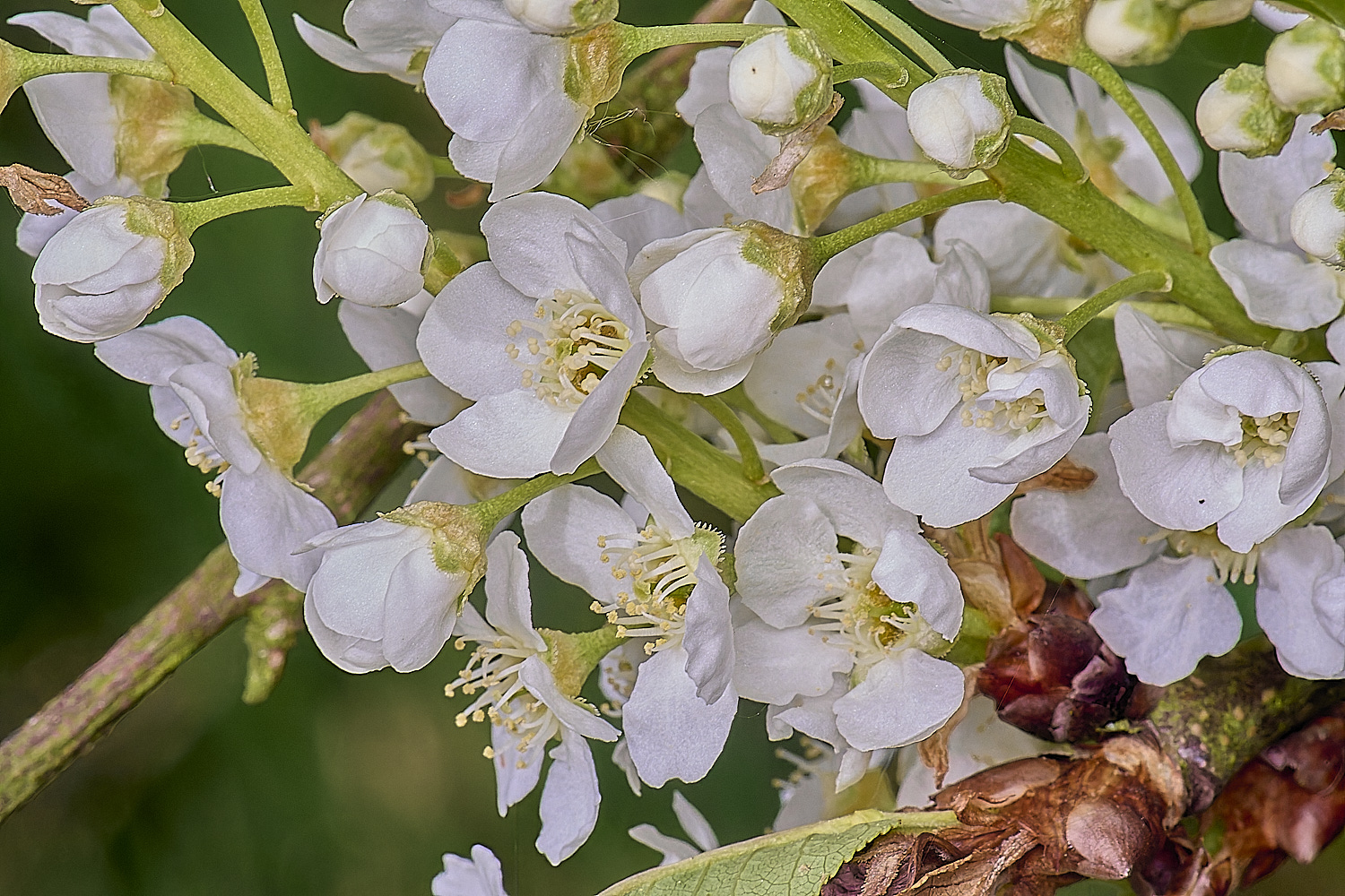 UptonFenPpadus200425-1