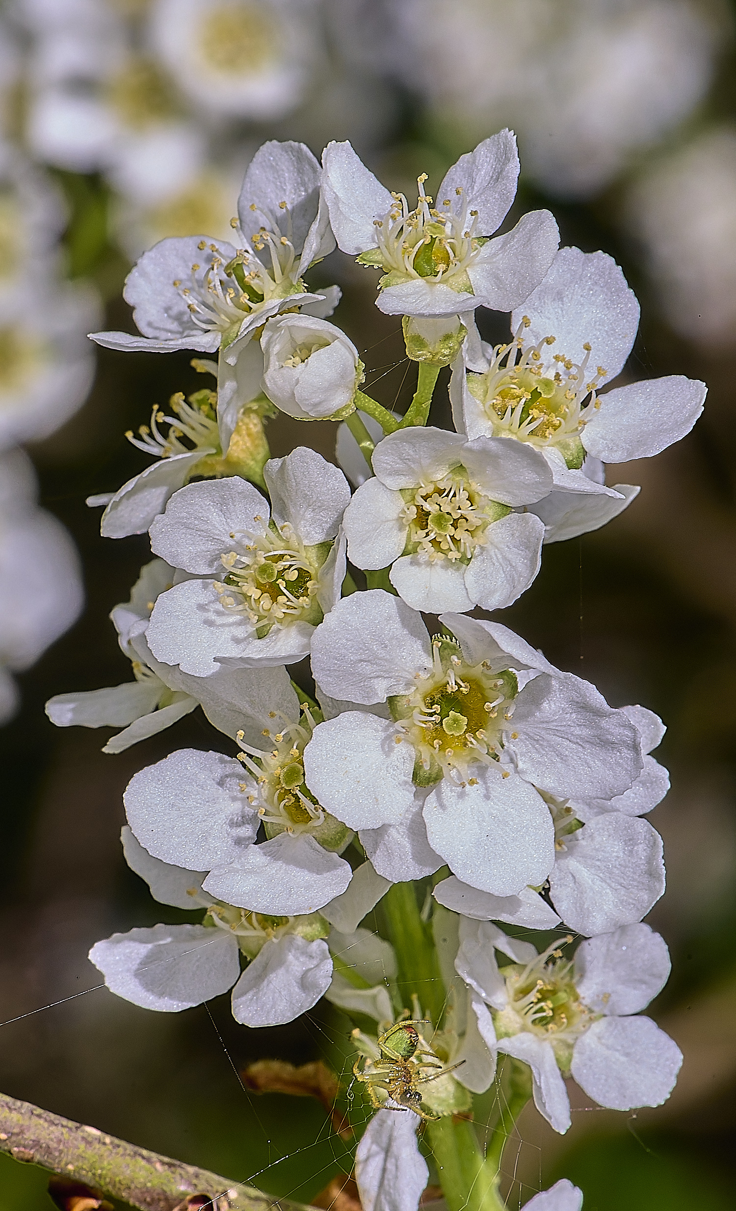 UptonFenPpadus200425-2