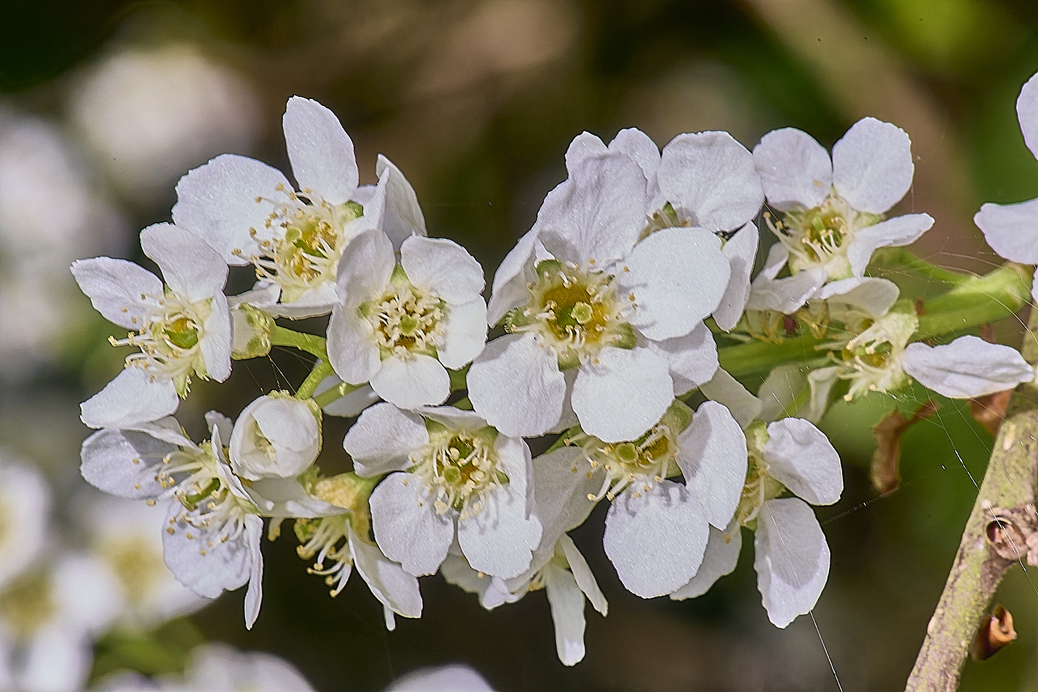 UptonFenPpadus200425-3