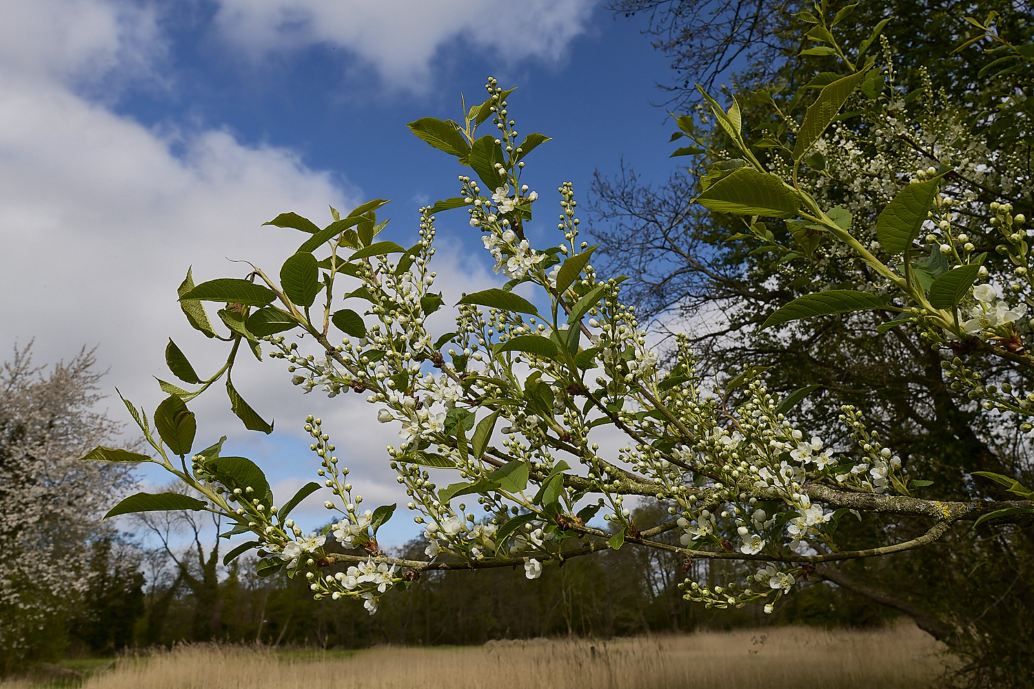 UptonFenPpadus200425-4