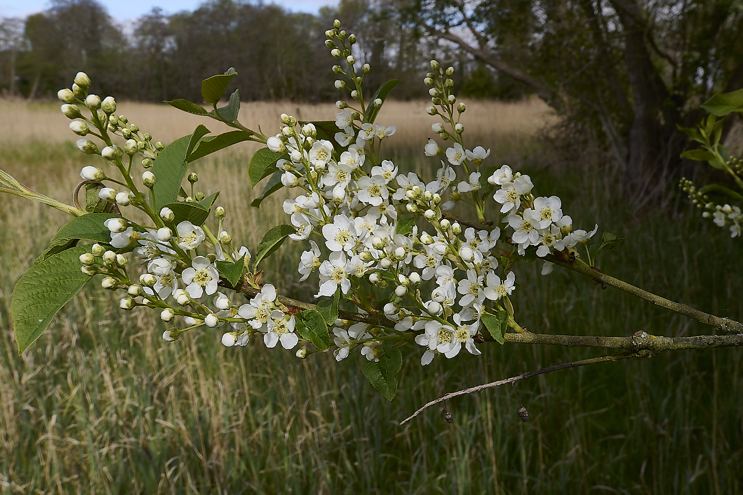 UptonFenPpadus200425-5